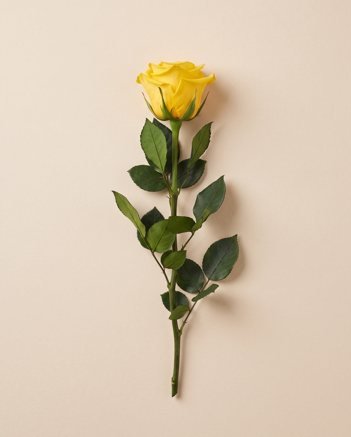 Rosa de haste longa preservada amarela com haste de 50 cm, vista de cima. Vende-se à unidade.