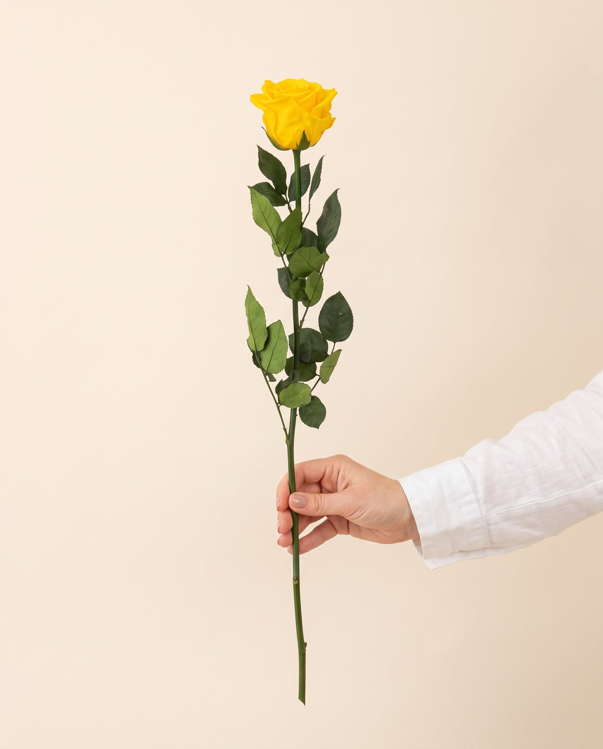 Mano sujetando una rosa de tallo largo preservada amarilla, para ver su tamaño. Se vende por unidad.