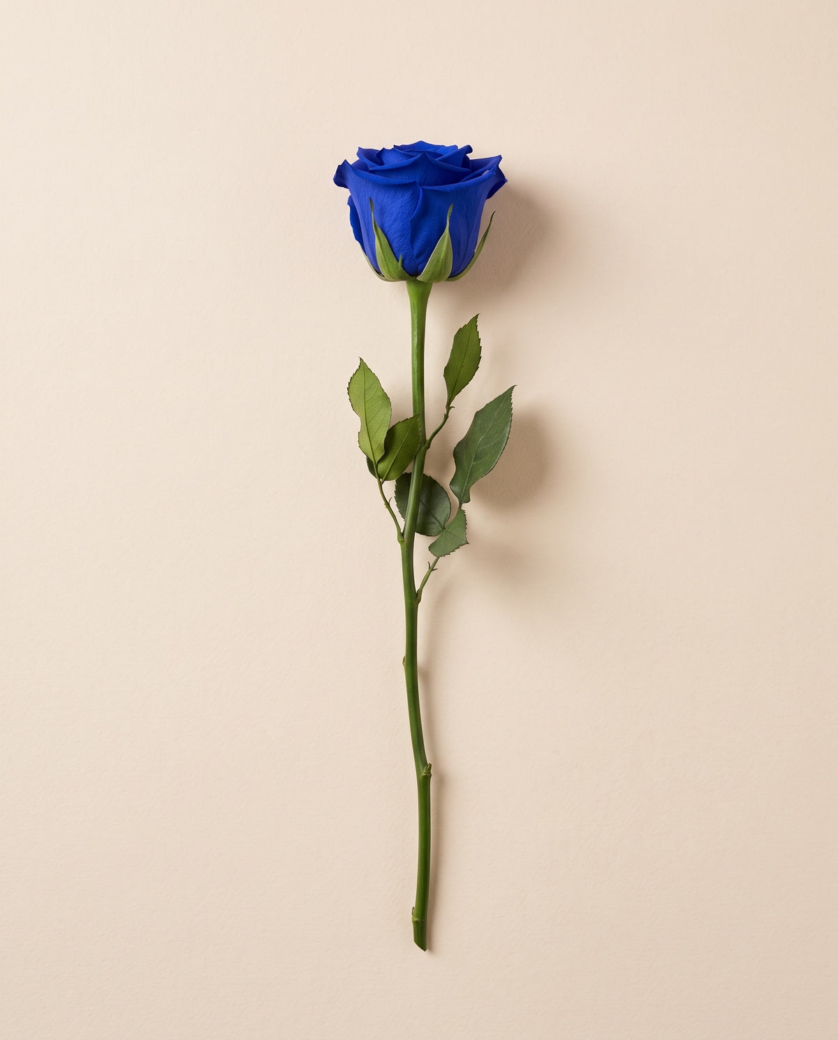 Rosa de haste longa preservada azul com haste de 50 cm, vista de cima. Vende-se à unidade.