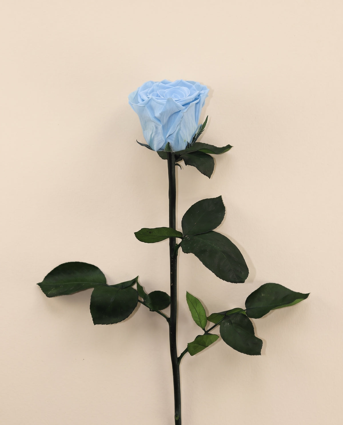 Rosa de haste longa preservada azul-claro com haste de 50 cm, vista de cima. Vende-se à unidade.