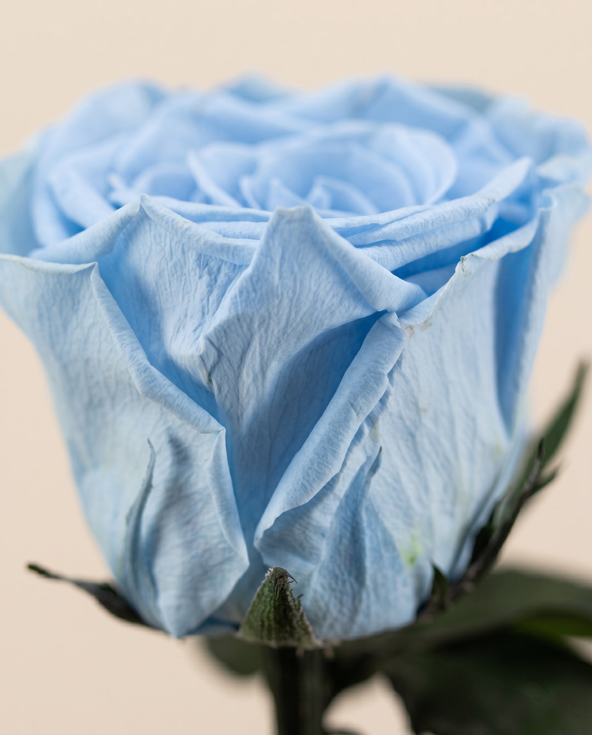 Detalle de cerca de rosa de tallo largo preservada azul claro. Se vende por unidad.