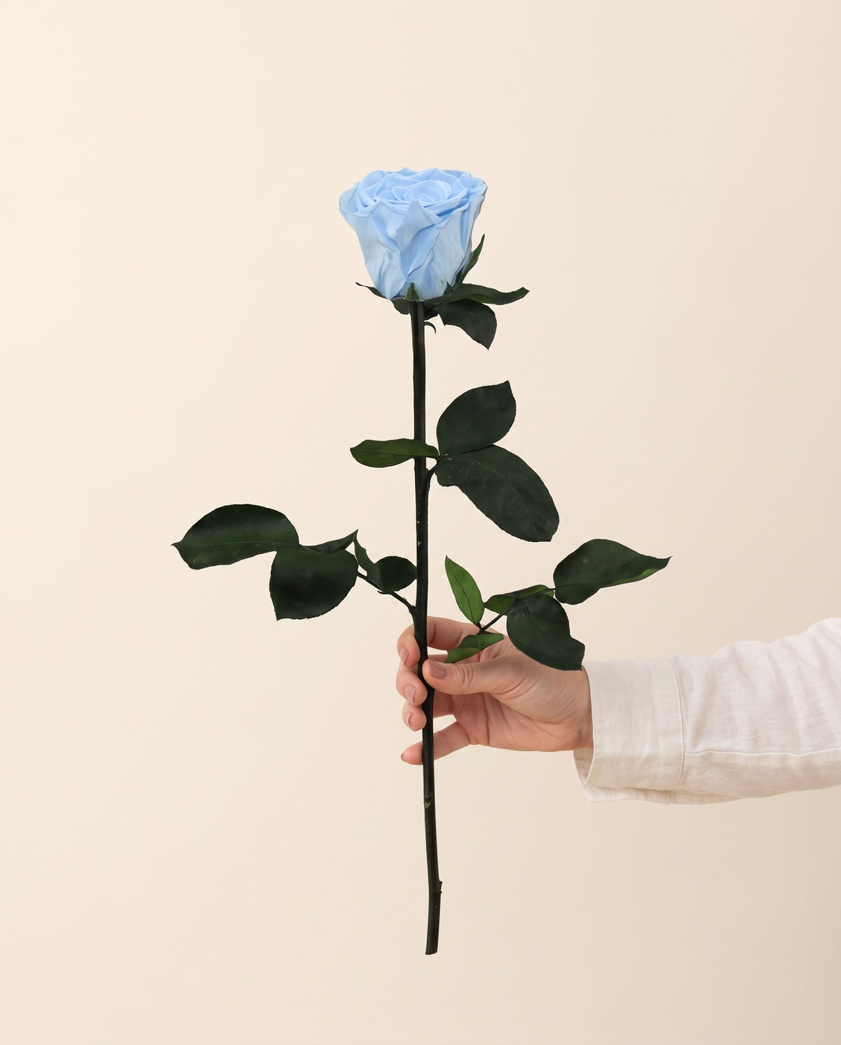 Mano sujetando una rosa de tallo largo preservada azul claro, para ver su tamaño. Se vende por unidad.