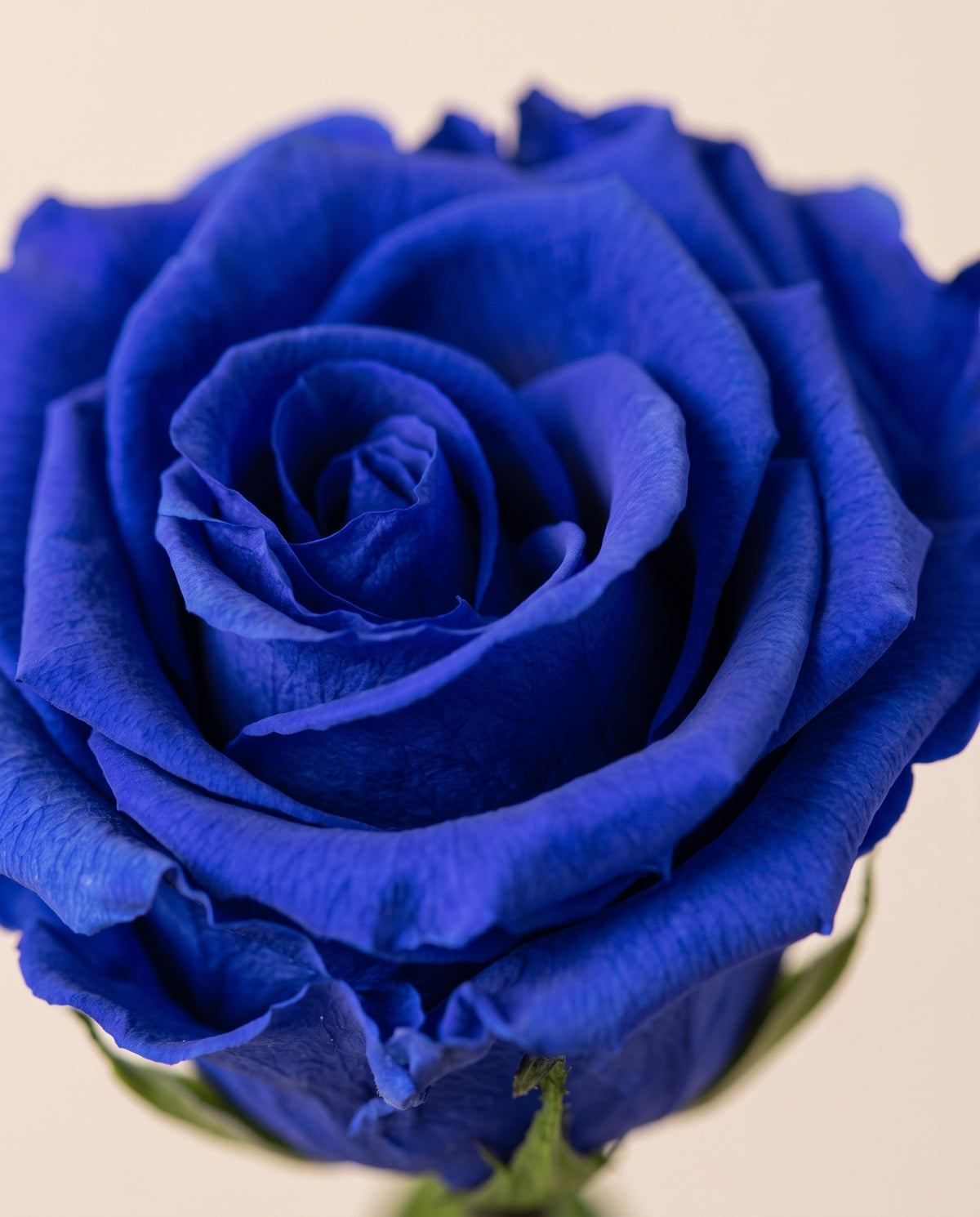 Grande plano de uma rosa de haste longa preservada azul. Vende-se à unidade.