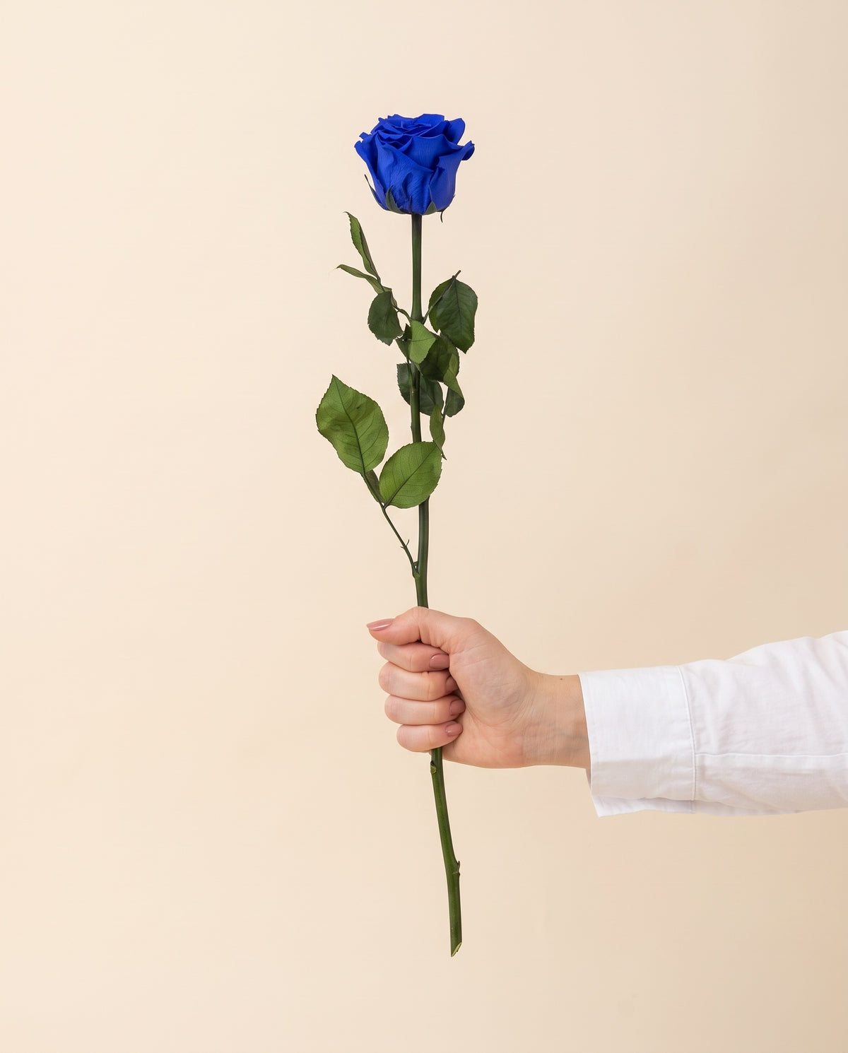 Mano sujetando una rosa de tallo largo preservada azul, para ver su tamaño. Se vende por unidad.