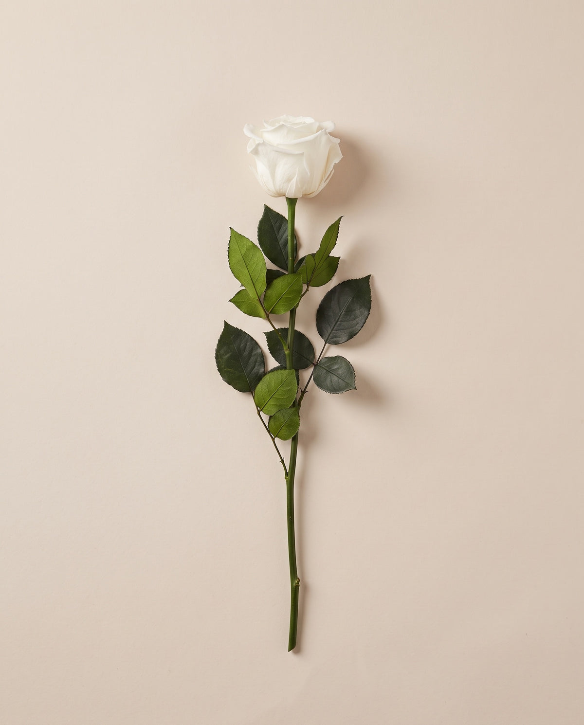 Rosa de haste longa preservada branca com haste de 50 cm, vista de cima. Vende-se à unidade.
