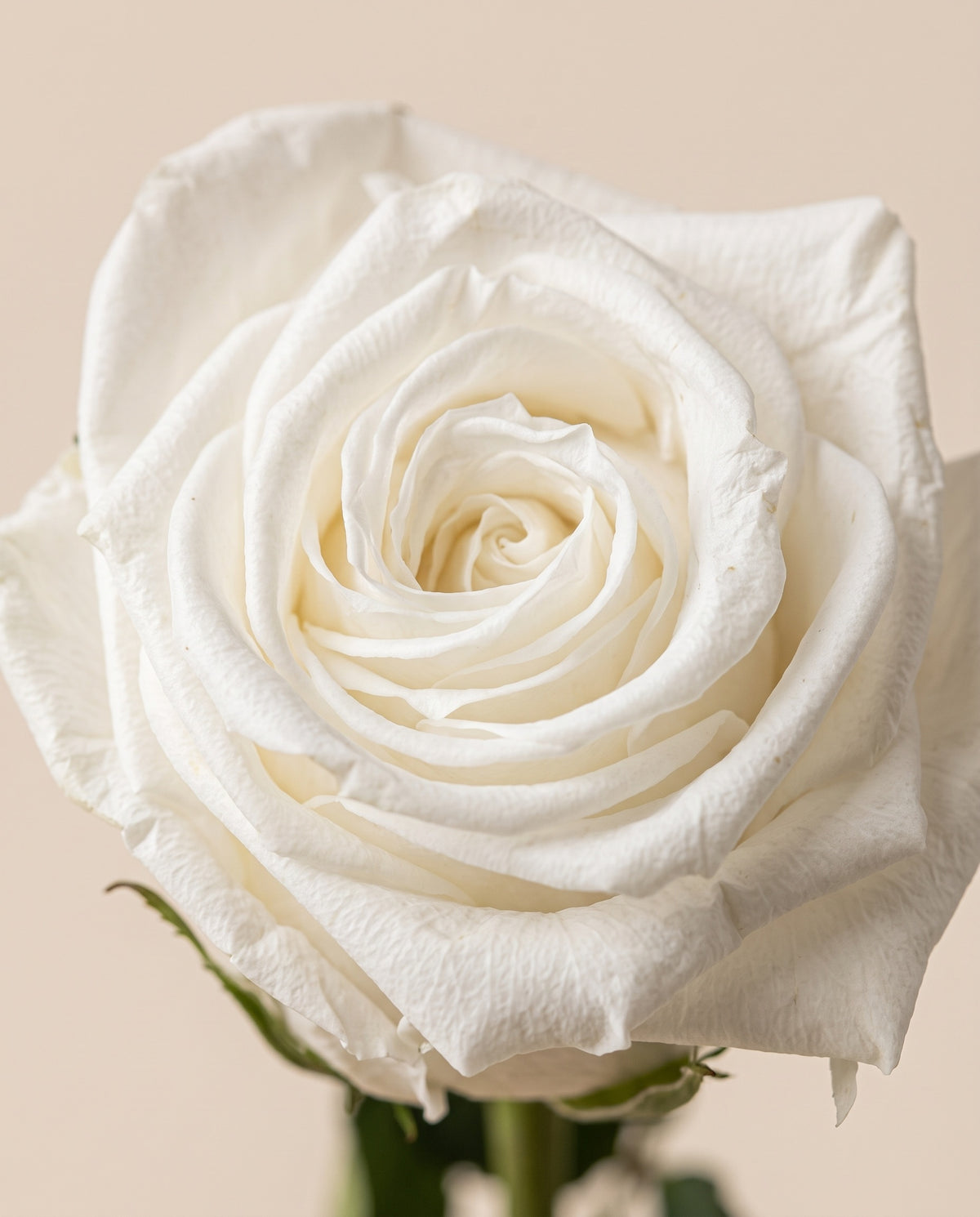Detalle de cerca de una rosa de tallo largo preservada blanca.