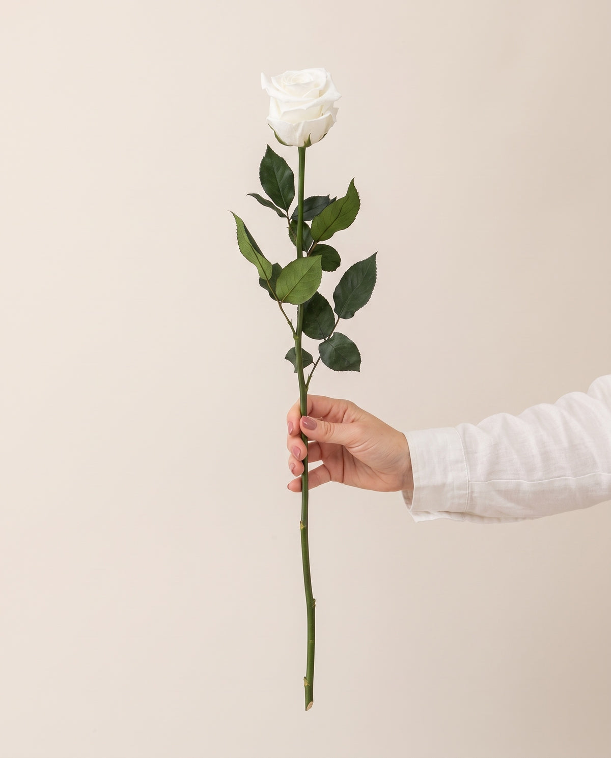 Mano sujetando una rosa de tallo largo preservada blanca, para ver su tamaño. Se vende por unidad.