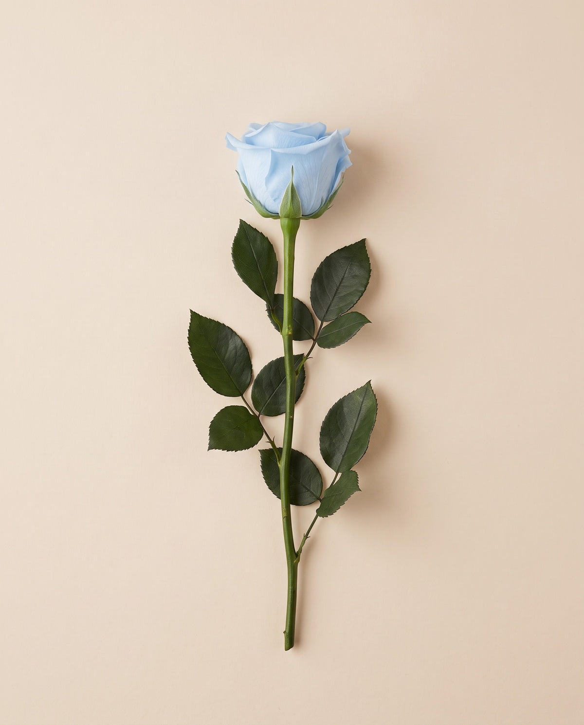 Rosa de tallo largo preservada celeste con tallo de 50 cm, vista desde arriba. Se vende por unidad.