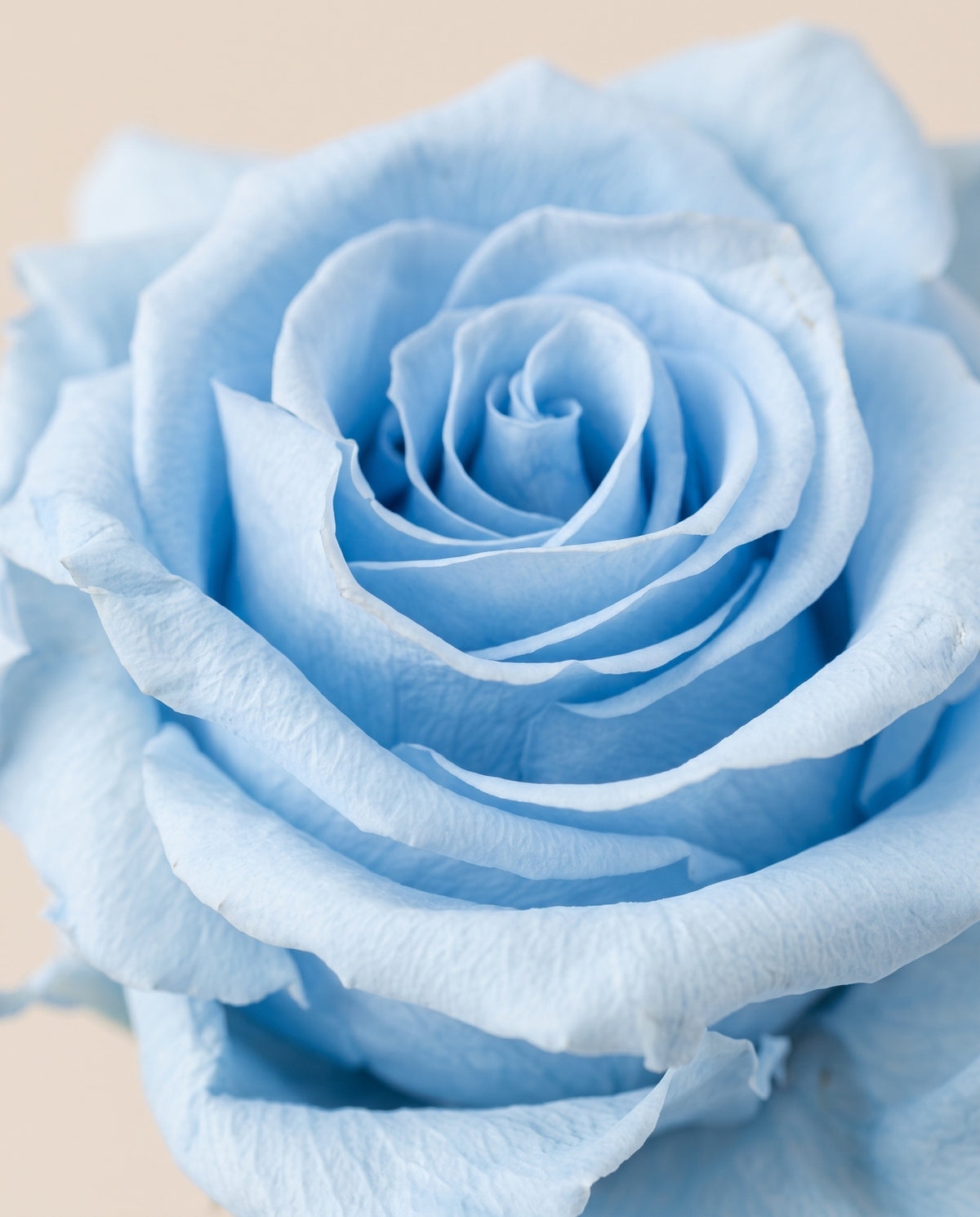 Detalle de cerca de una rosa de tallo largo preservada celeste.