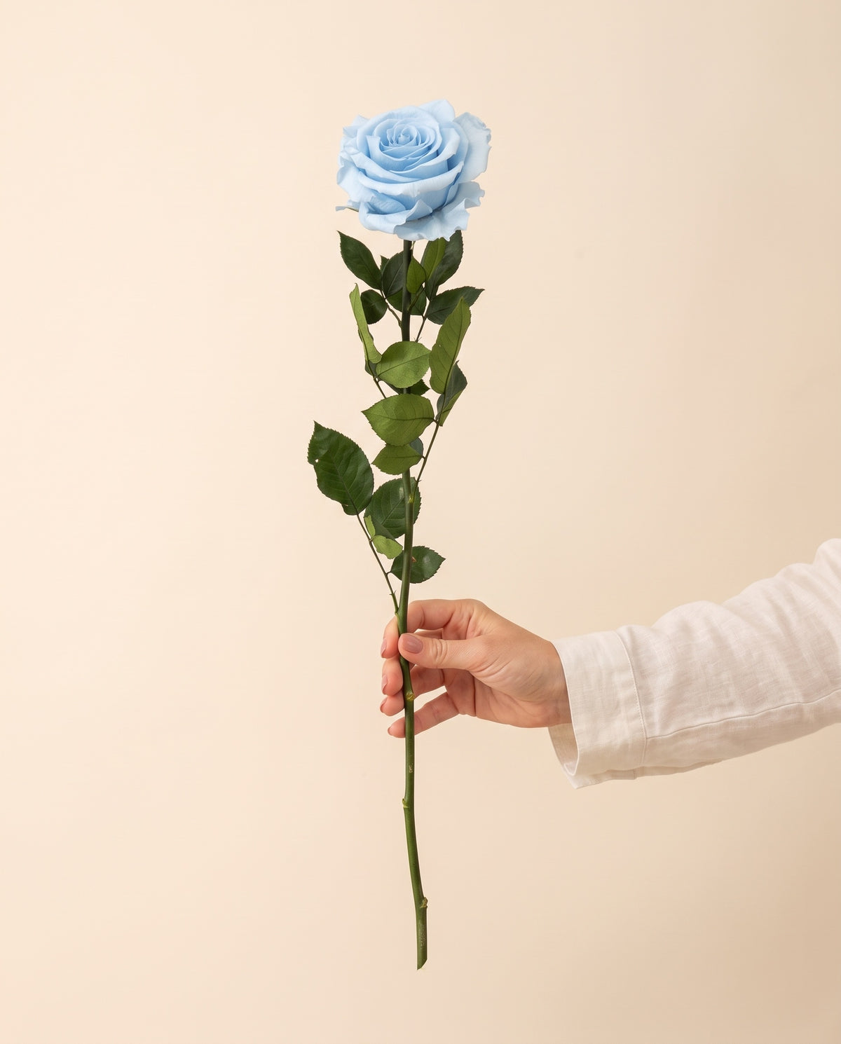 Mano sujetando una rosa de tallo largo preservada celeste, para ver su tamaño. Se vende por unidad.
