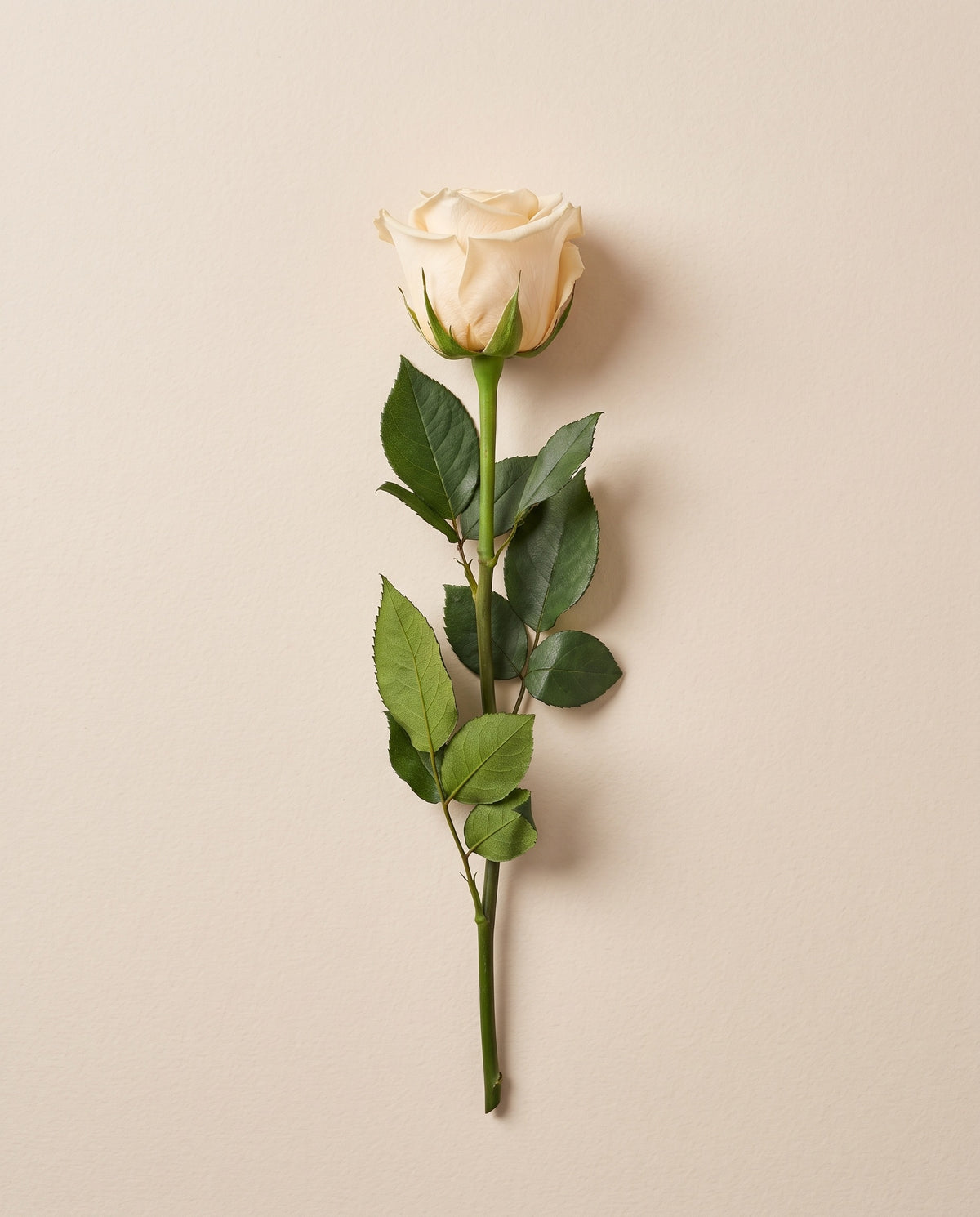 Rosa de tallo largo preservada champagne con tallo de 50 cm, vista desde arriba. Se vende por unidad.