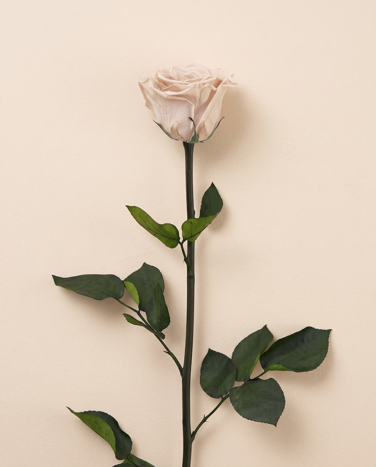 Rosa de haste longa preservada cor crua com haste de 50 cm, vista de cima. Vende-se à unidade.