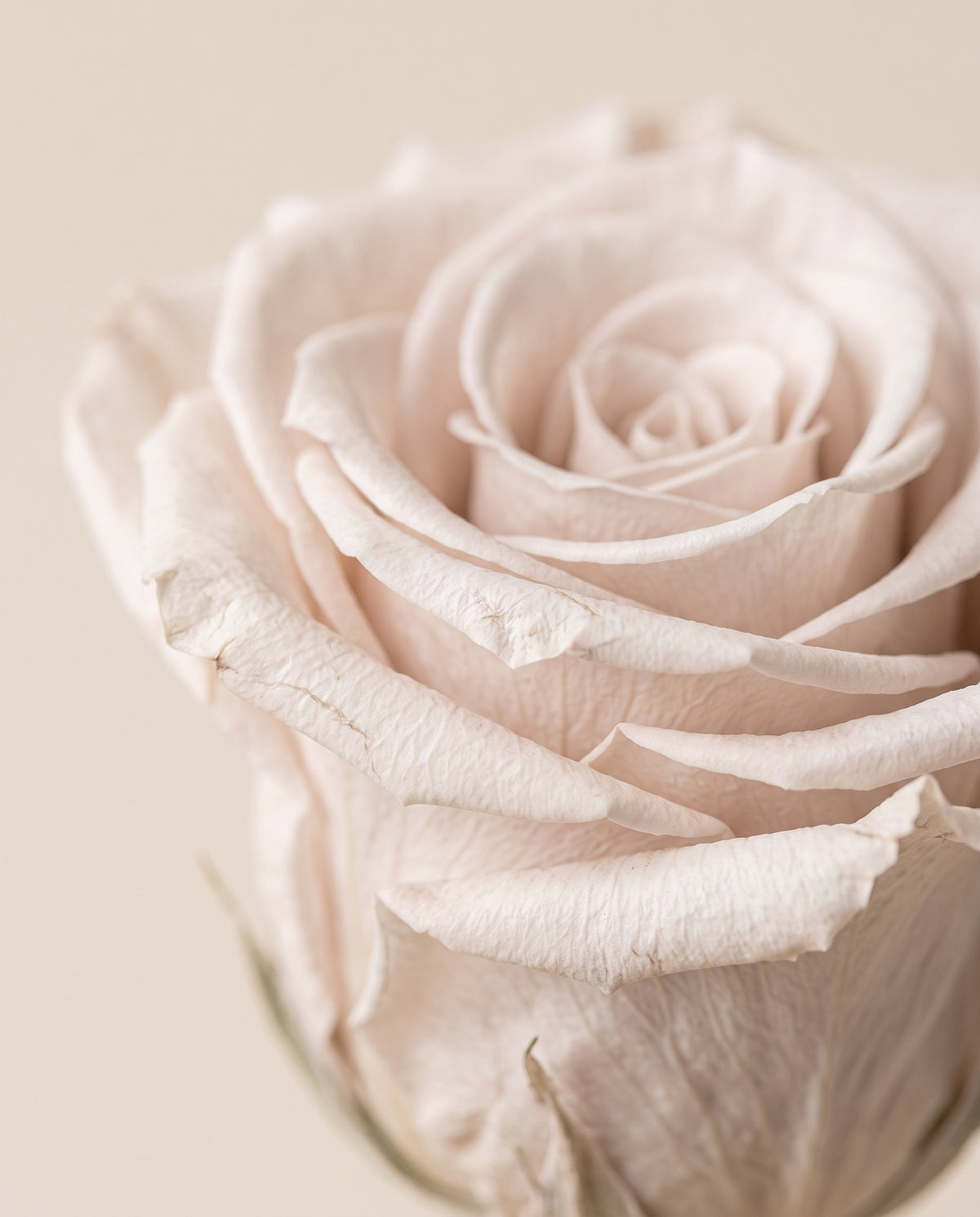Grande plano de uma rosa de haste longa preservada cor crua. Vende-se à unidade.