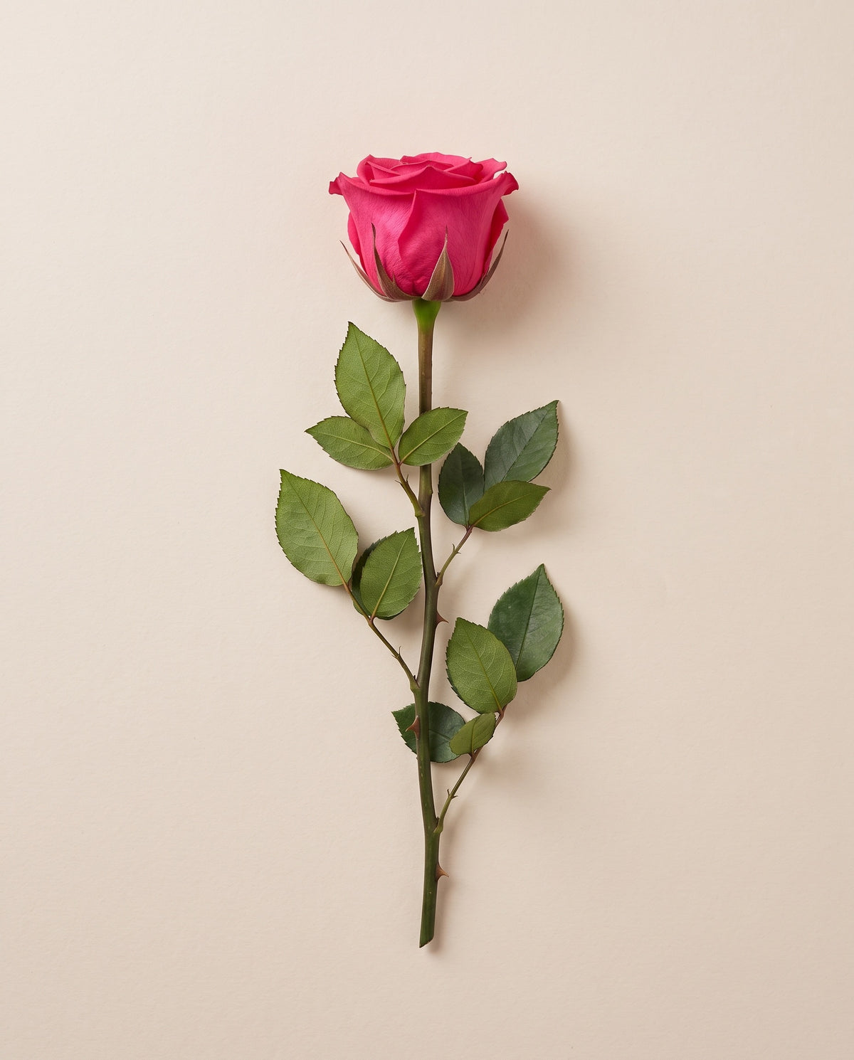 Rosa de tallo largo preservada fucsia con tallo de 50 cm, vista desde arriba. Se vende por unidad.