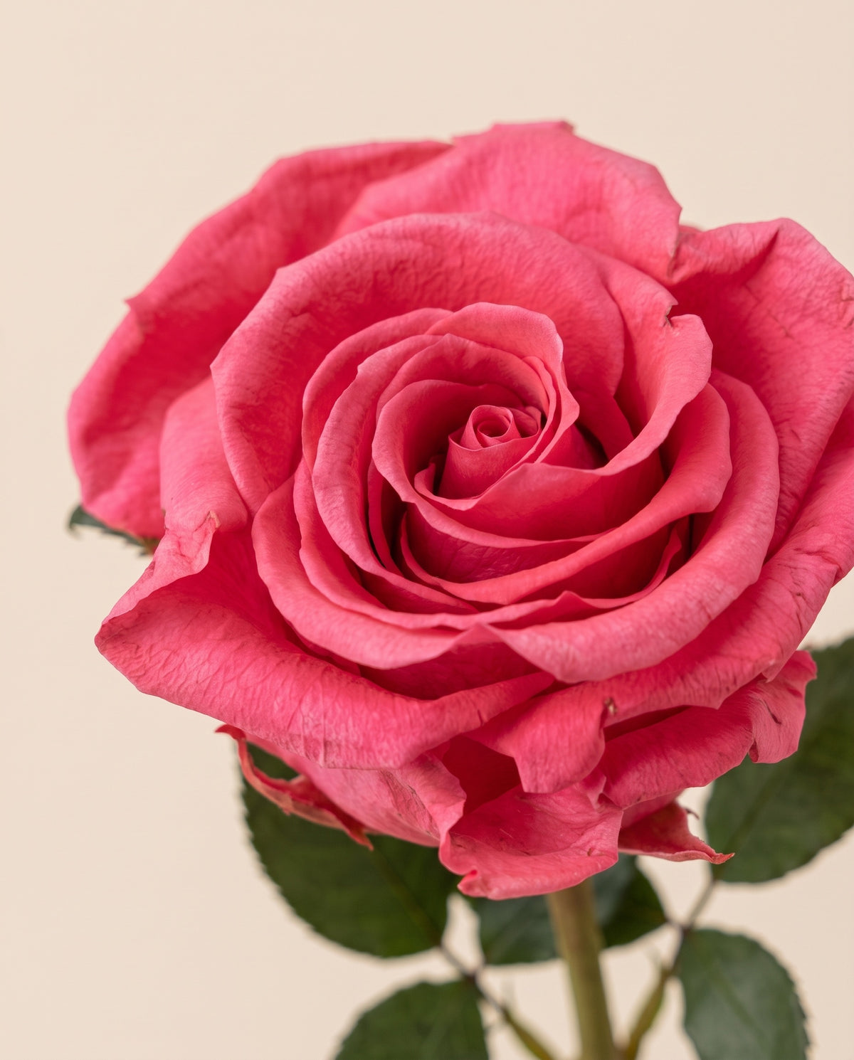Grande plano de uma rosa de haste longa preservada fúcsia. Vende-se à unidade.