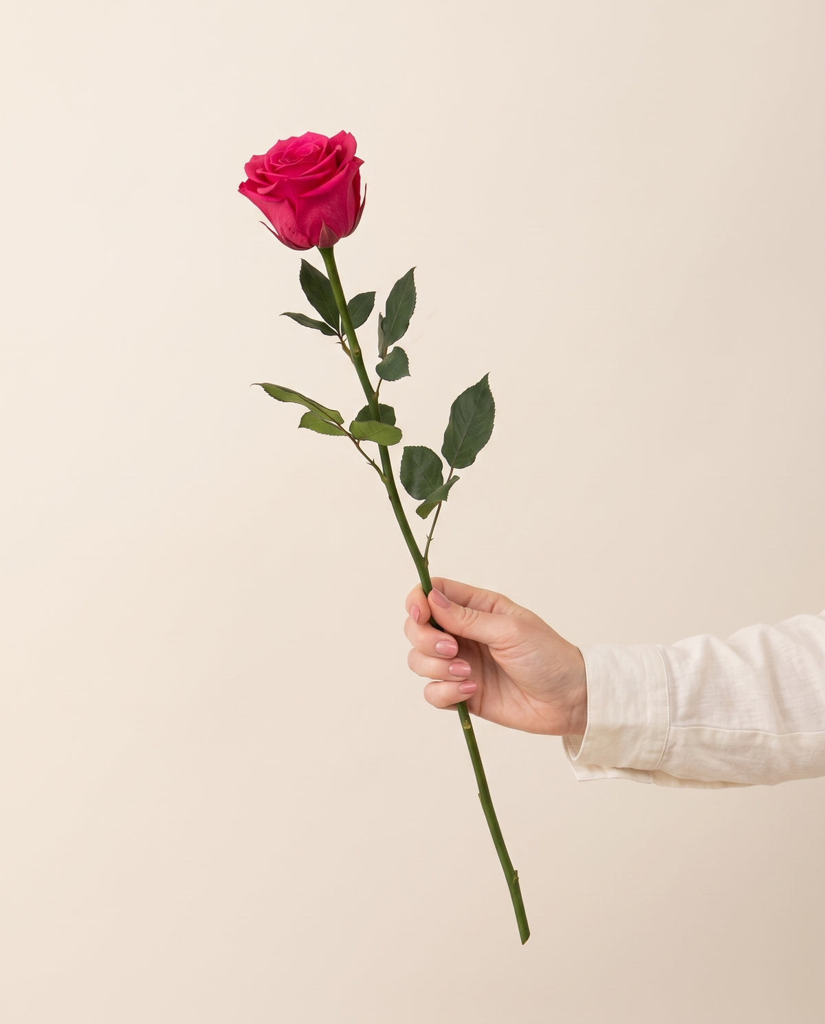Mão a segurar uma rosa de haste longa preservada fúcsia, para ver o tamanho. Vende-se à unidade.