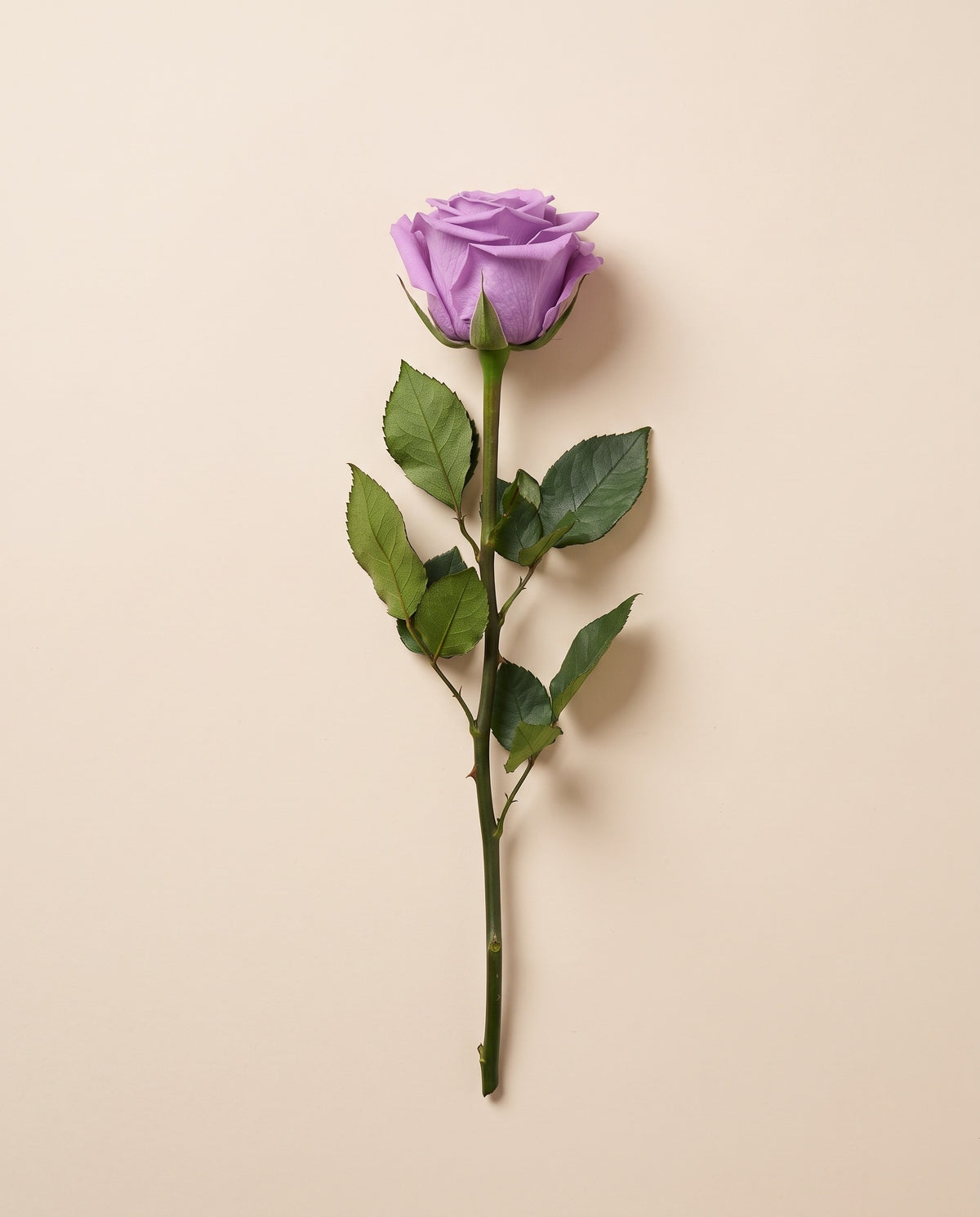 Rosa de tallo largo preservada lavanda con tallo de 50 cm, vista desde arriba. Se vende por unidad.