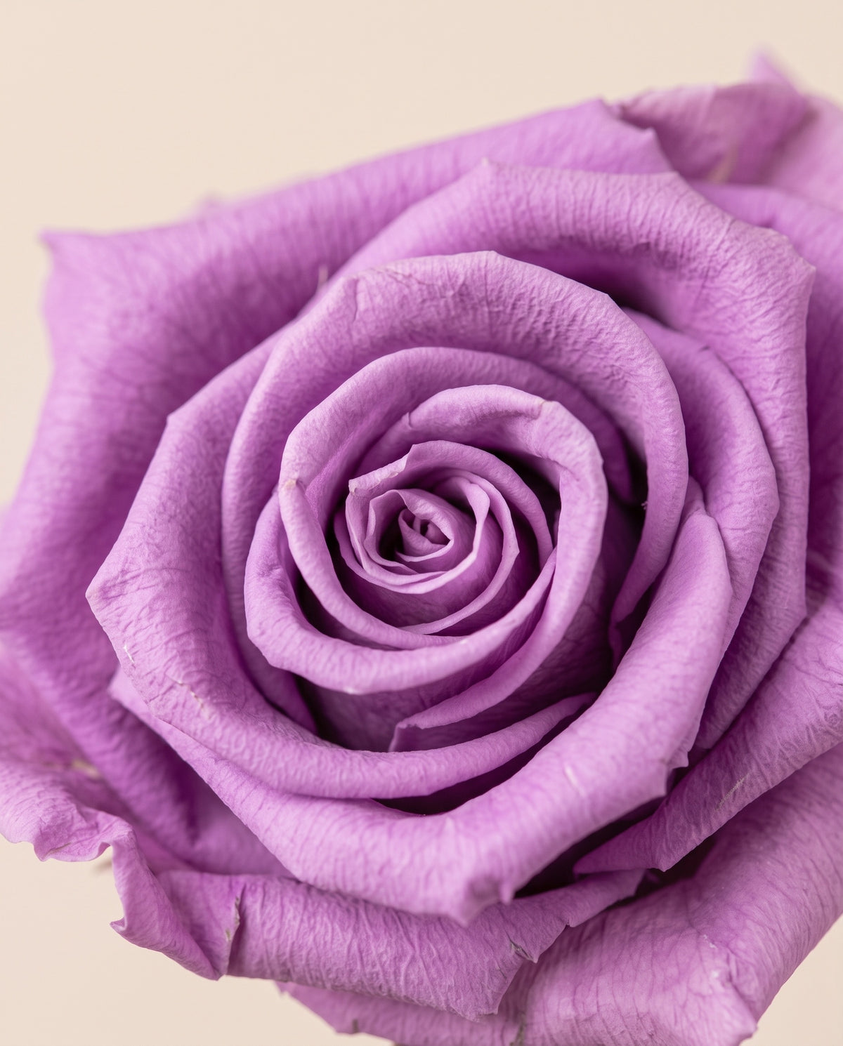 Grande plano de uma rosa de haste longa preservada lavanda. Vende-se à unidade.