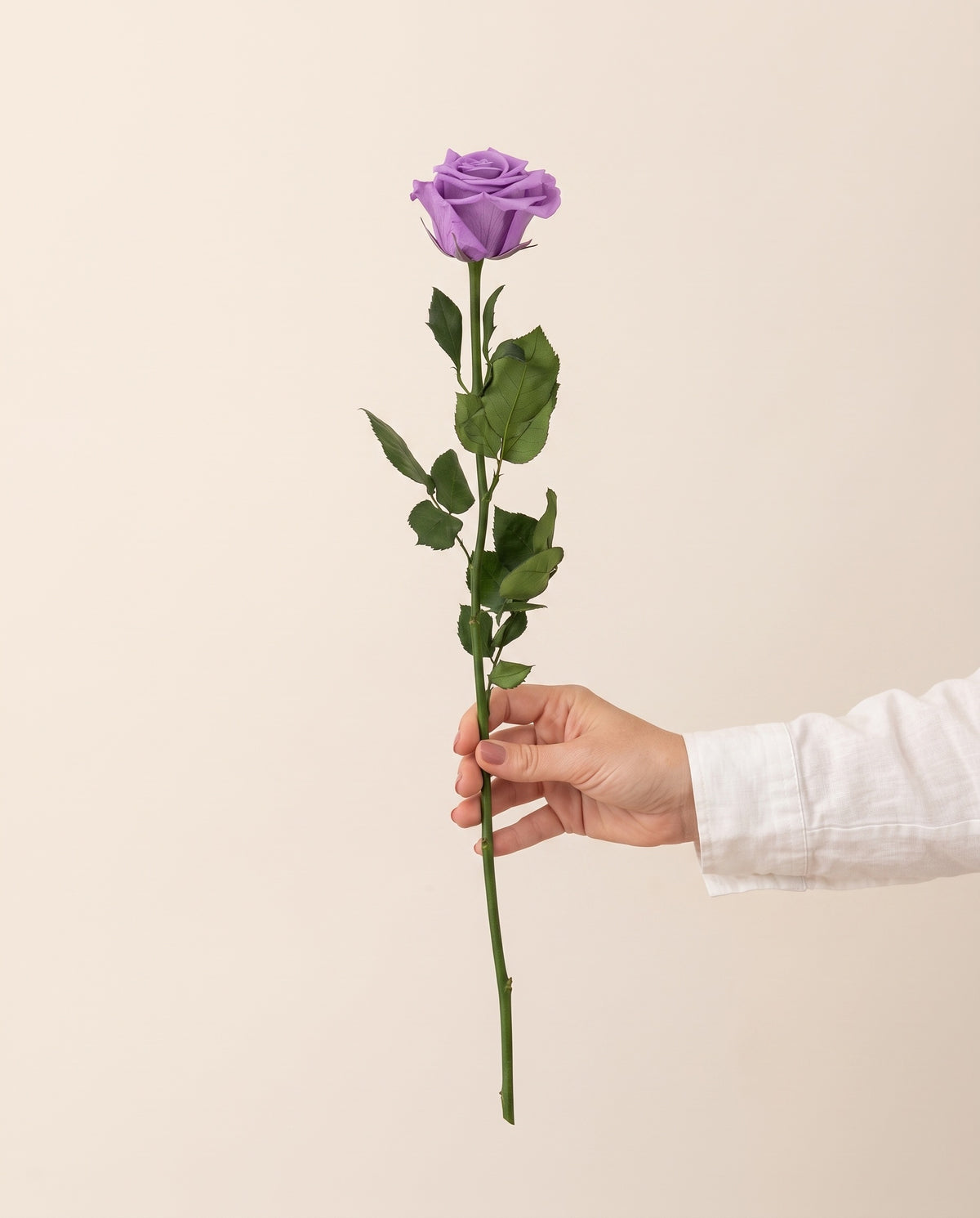 Mano sujetando una rosa de tallo largo preservada lavanda, para ver su tamaño. Se vende por unidad.