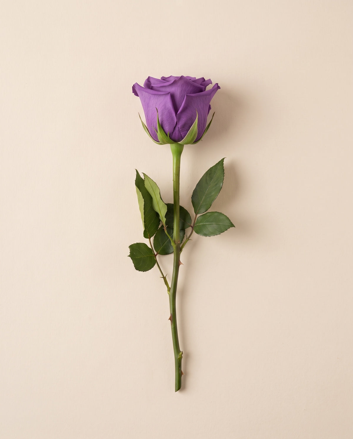 Rosa de haste longa preservada roxa com haste de 50 cm, vista de cima. Vende-se à unidade.