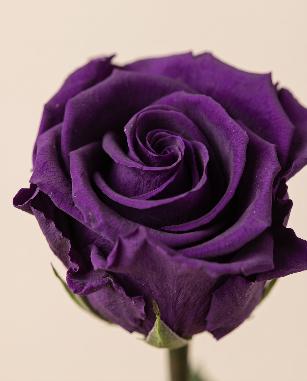 Grande plano de uma rosa de haste longa preservada roxa. Vende-se à unidade.