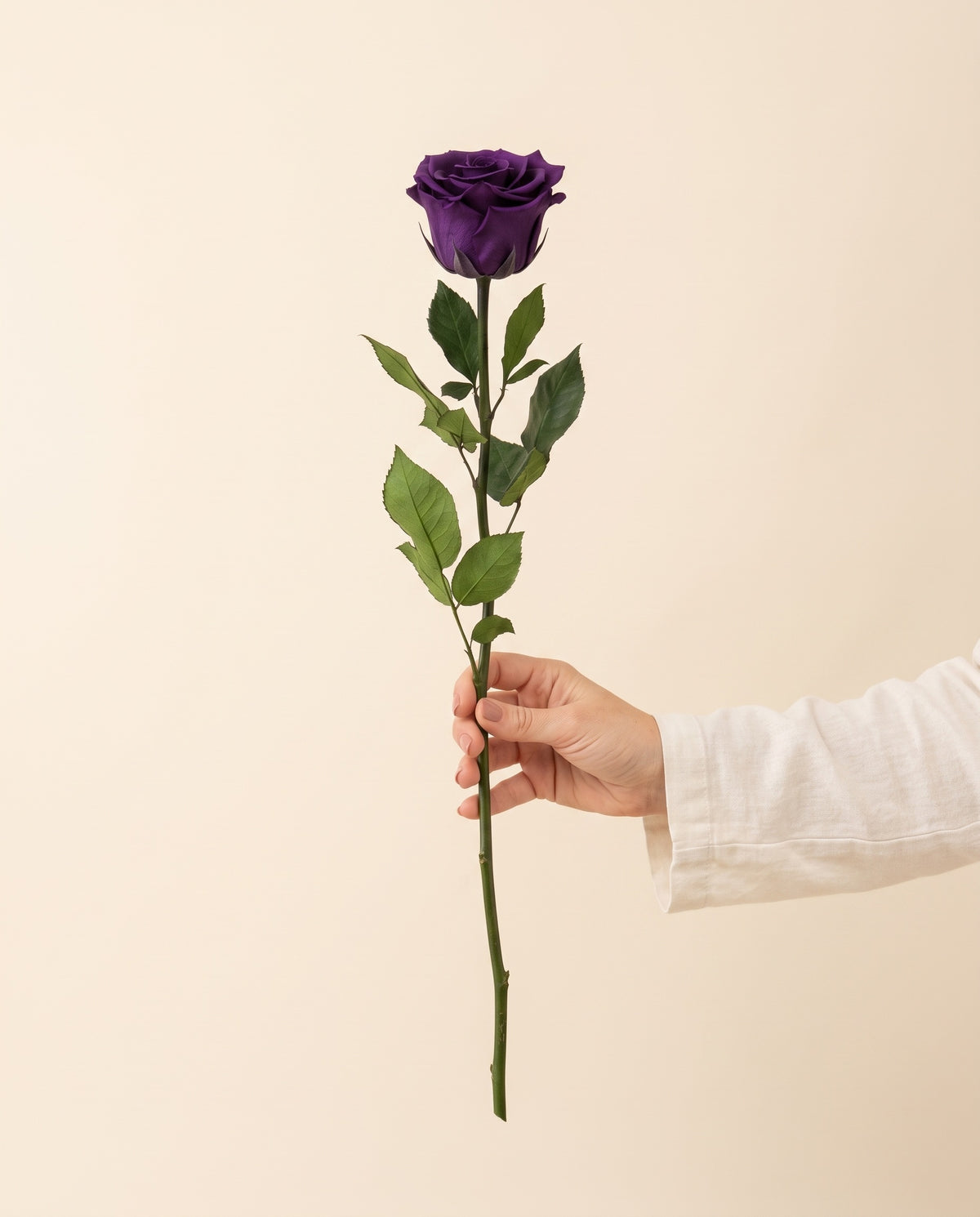 Mão a segurar uma rosa de haste longa preservada roxa, para ver o tamanho. Vende-se à unidade.