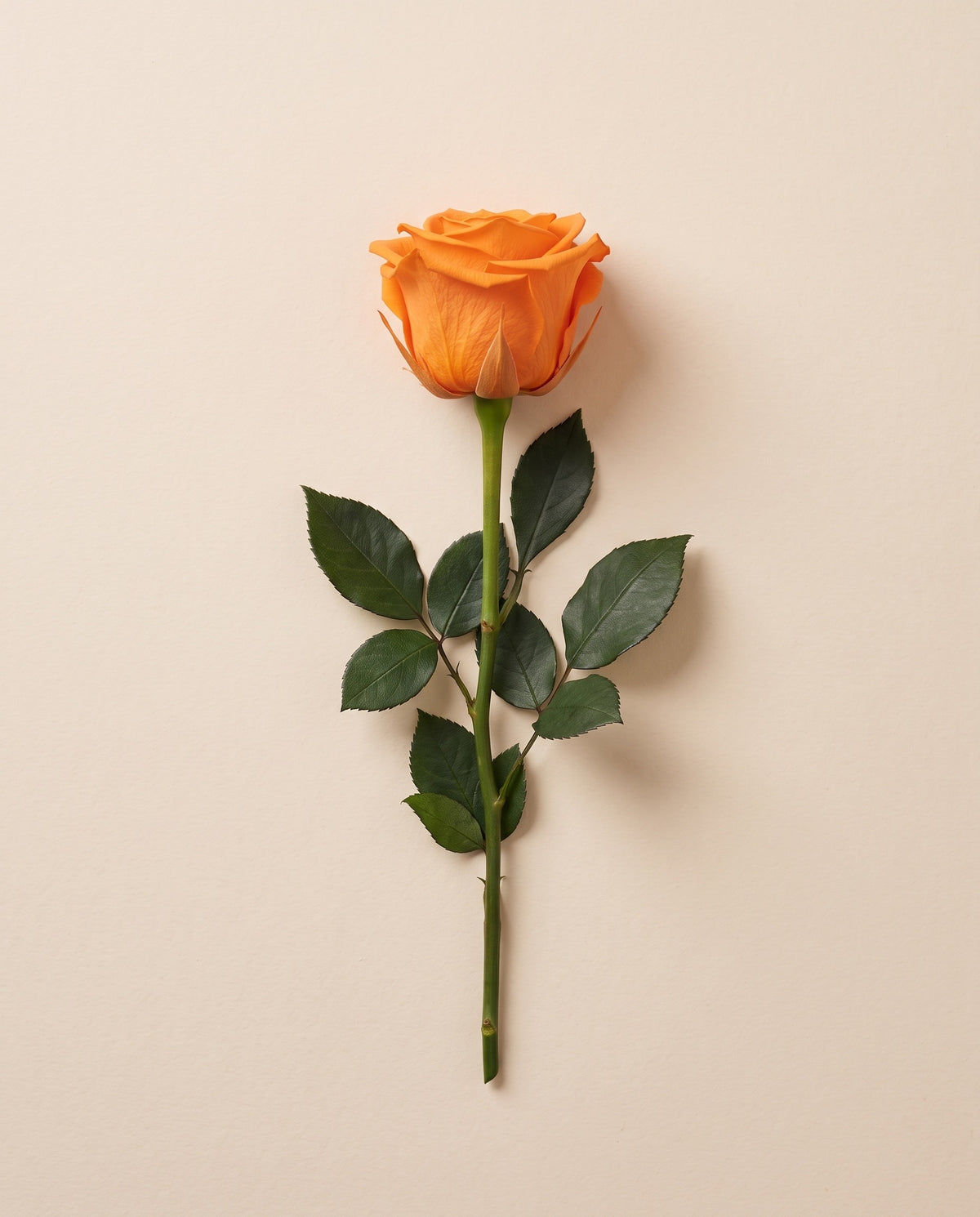 Rosa de haste longa preservada laranja com haste de 50 cm, vista de cima. Vende-se à unidade.