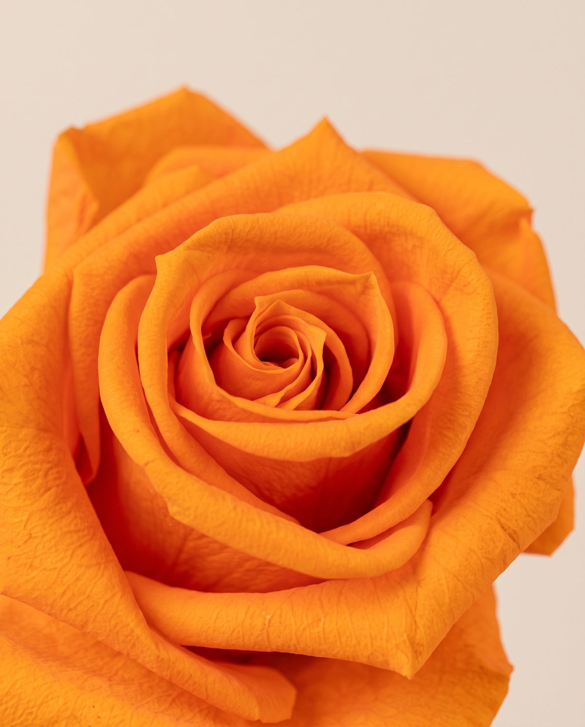 Detalle de cerca de rosa de tallo largo preservada naranja. Se vende por unidad.