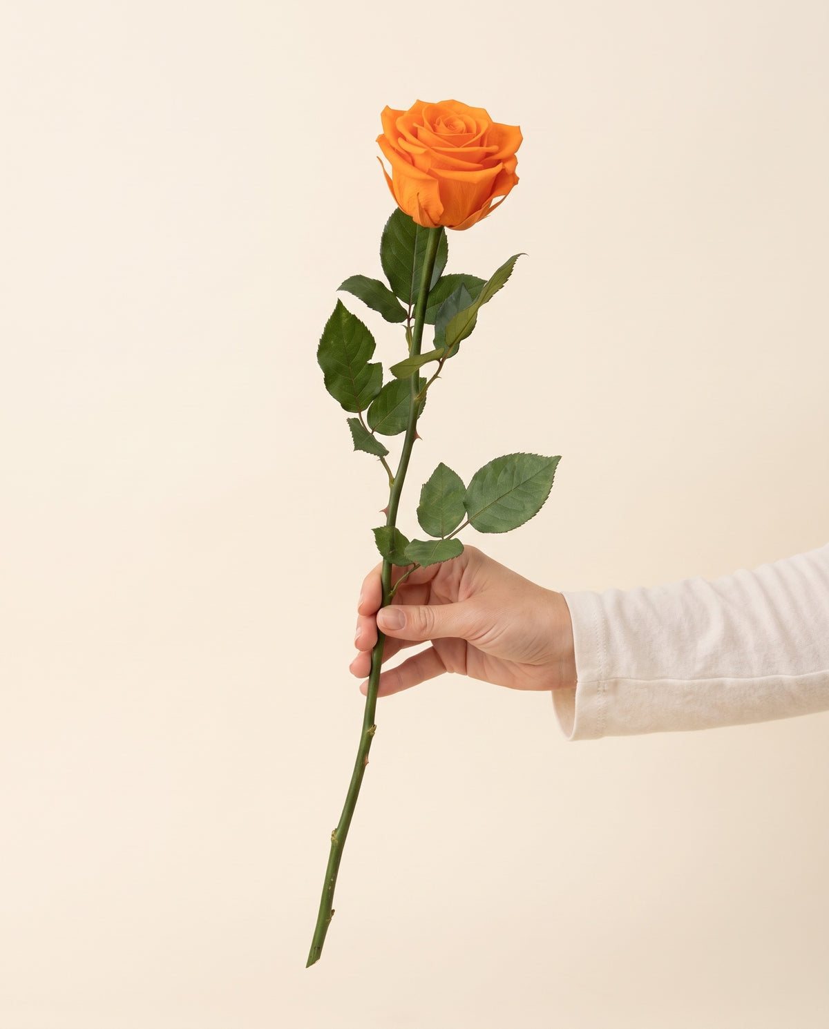 Mano sujetando una rosa de tallo largo preservada naranja, para ver su tamaño. Se vende por unidad.