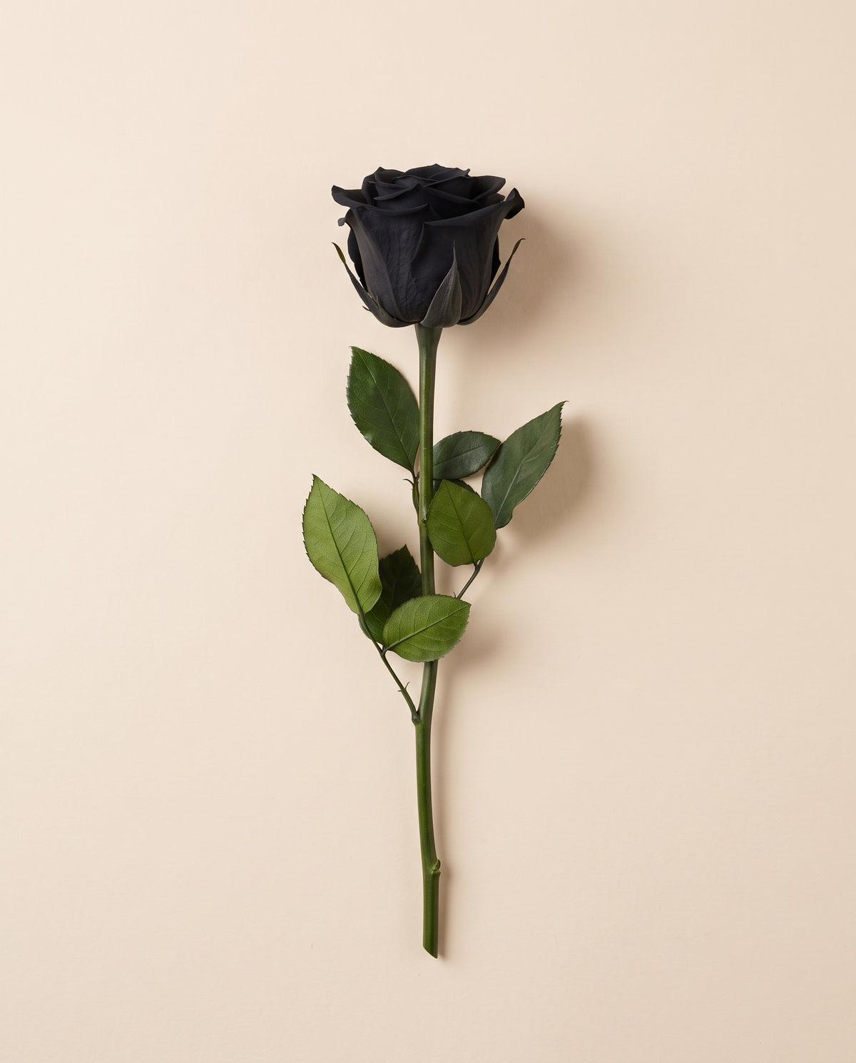 Rosa de haste longa preservada preta com haste de 50 cm, vista de cima. Vende-se à unidade.
