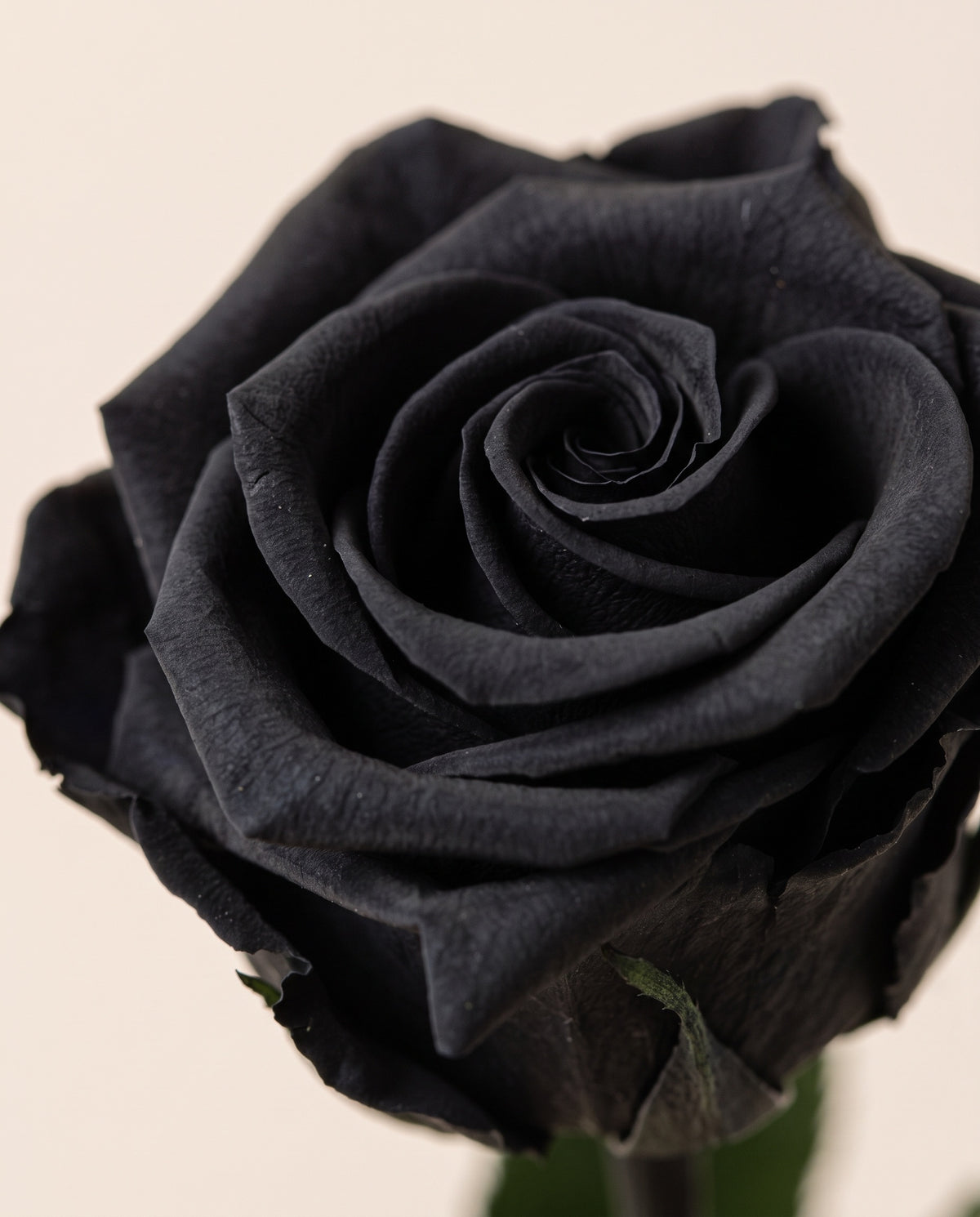 Grande plano de uma rosa de haste longa preservada preta. Vende-se à unidade.