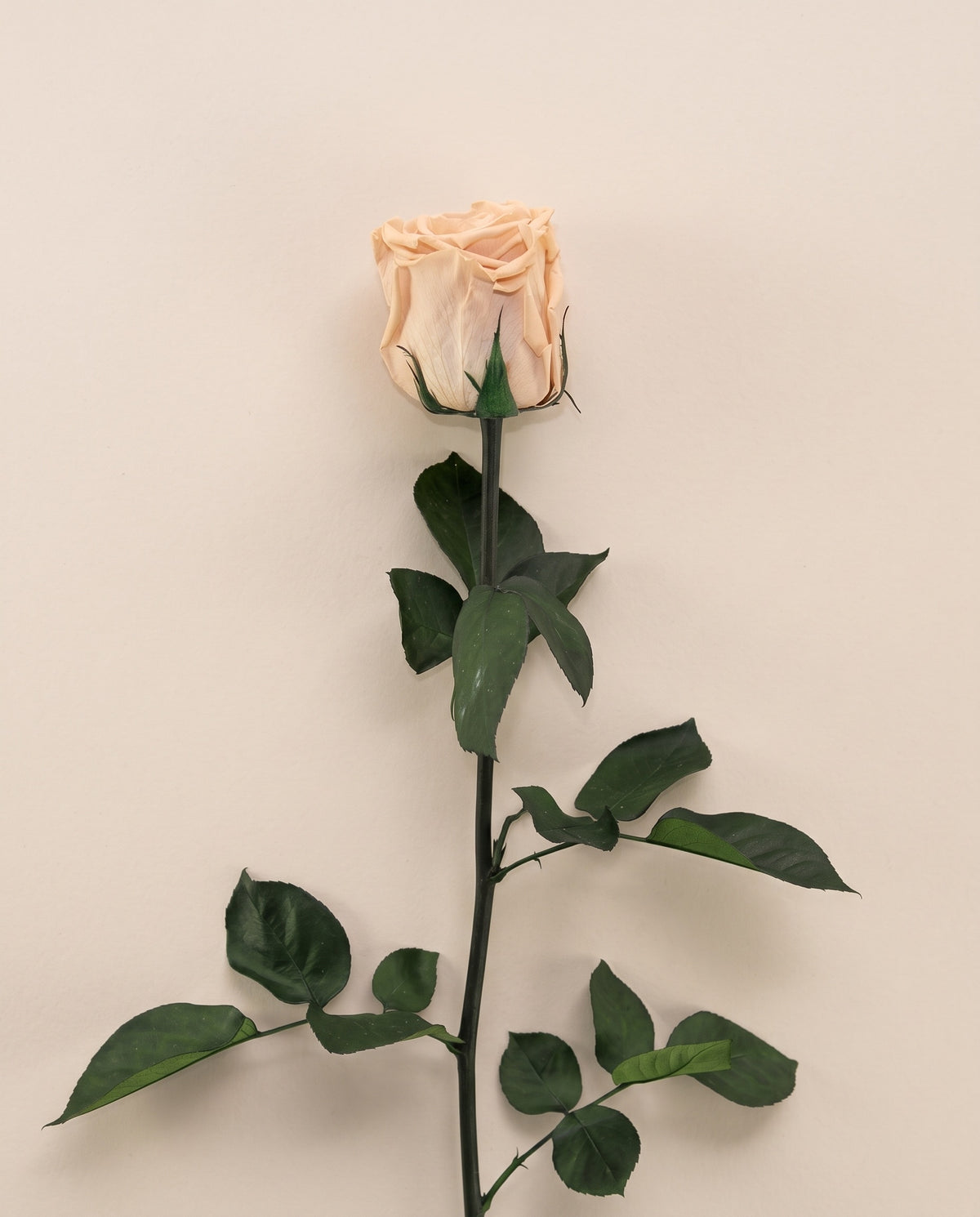 Rosa de tallo largo preservada nude con tallo de 50 cm, vista desde arriba. Se vende por unidad.