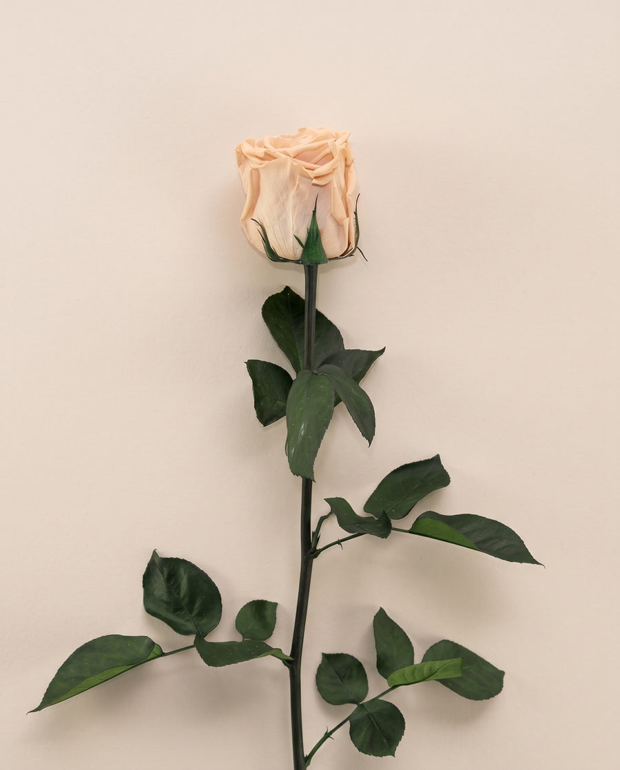 Rosas preservadas com haste