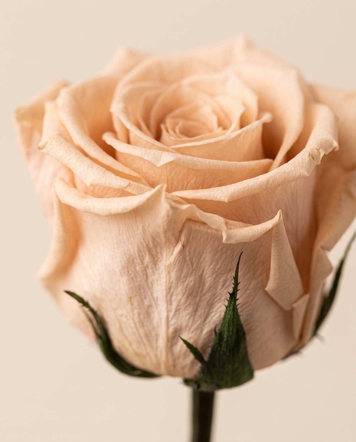 Grande plano de uma rosa de haste longa preservada nude. Vende-se à unidade.