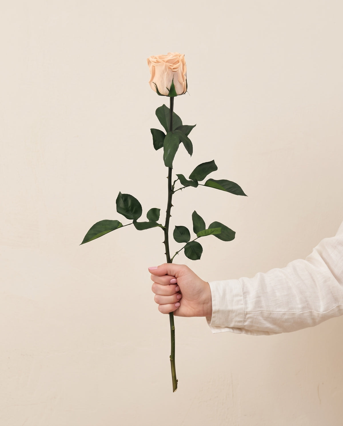 Mano sujetando una rosa de tallo largo preservada nude, para ver su tamaño. Se vende por unidad.