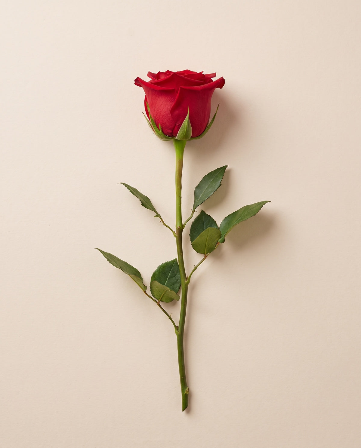 Rosa de tallo largo preservada roja con tallo de 50 cm, vista desde arriba. Se vende por unidad.