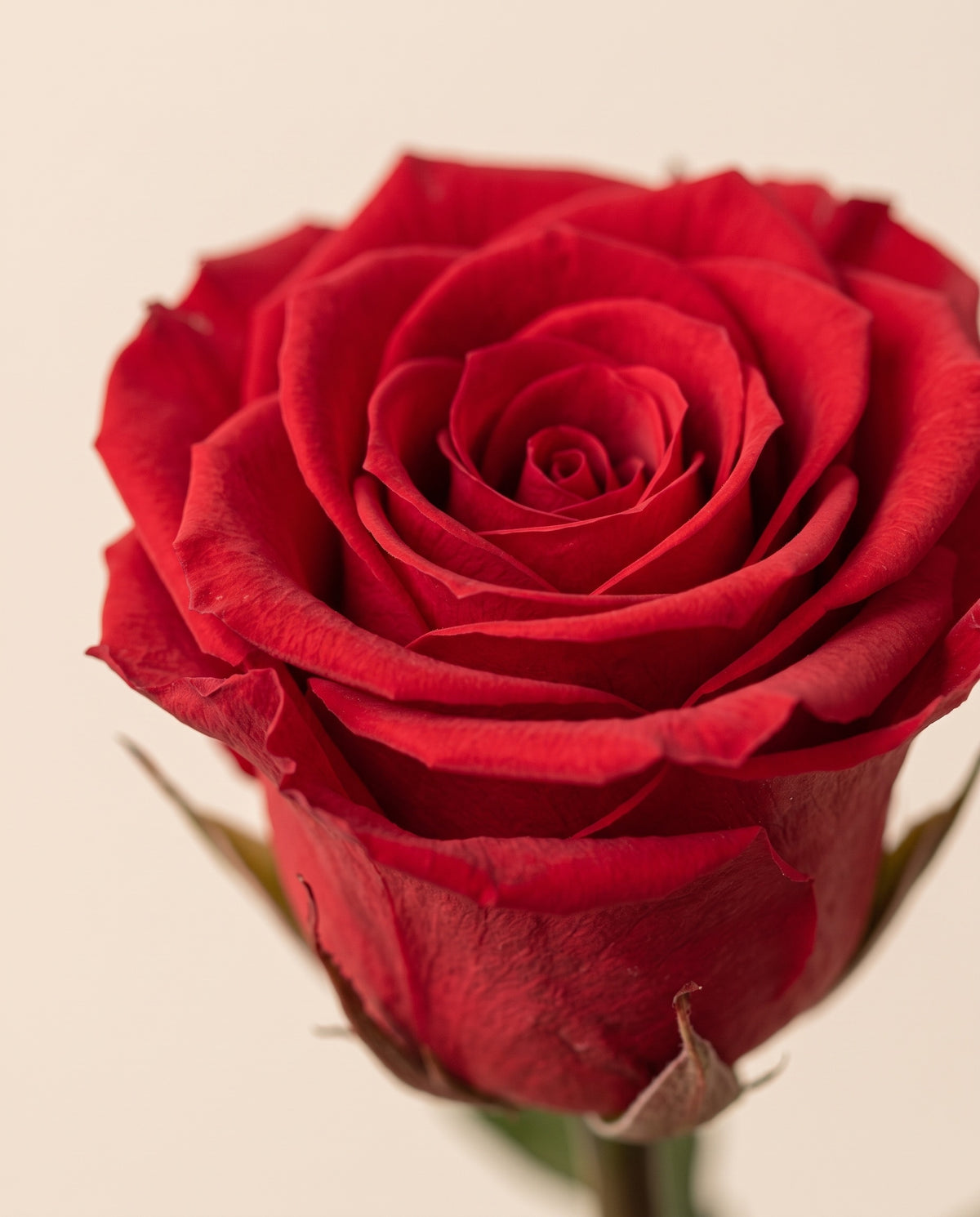 Grande plano de uma rosa de haste longa preservada vermelha. Vende-se à unidade.