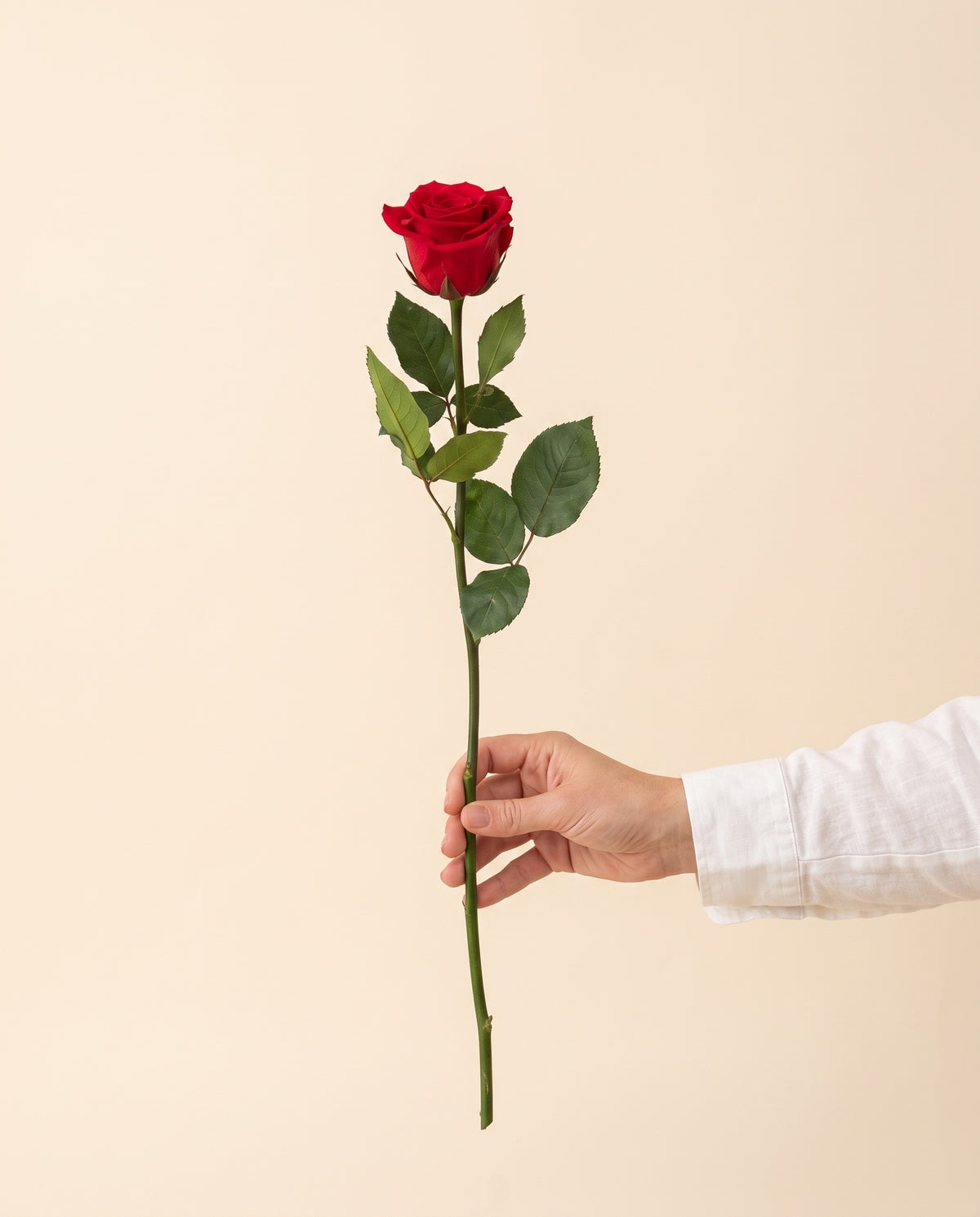 Mano sujetando una rosa de tallo largo preservada roja, para ver su tamaño. Se vende por unidad.