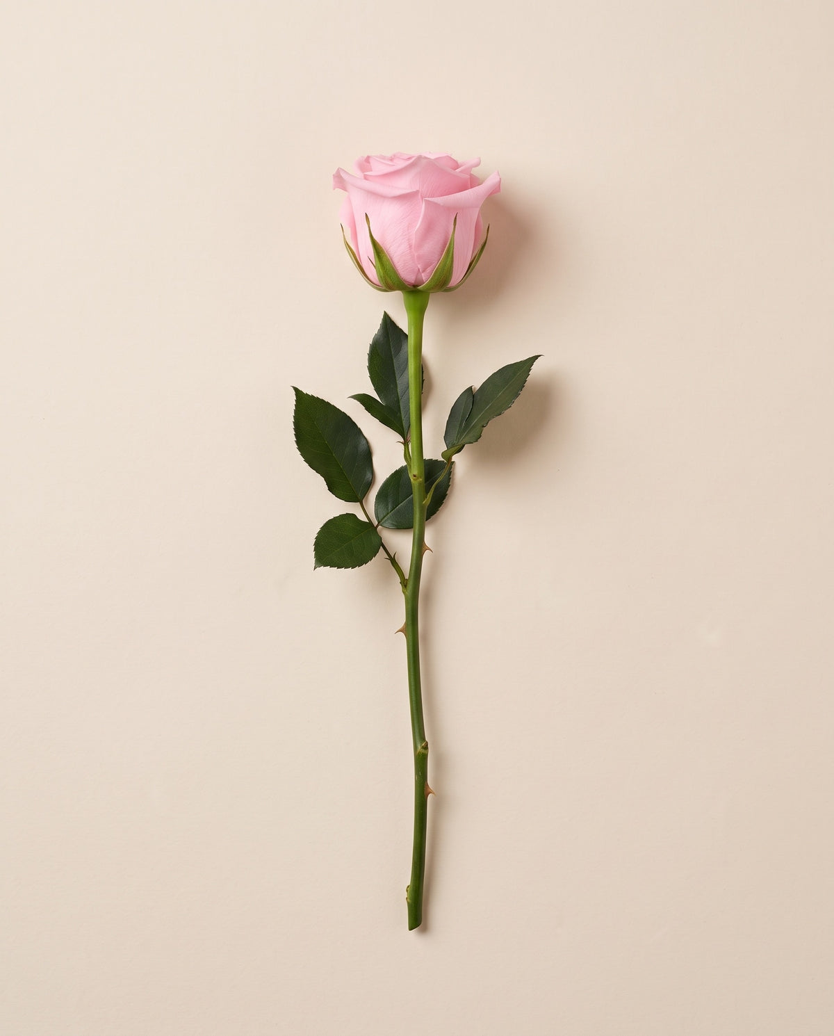 Rosa de haste longa preservada rosa com haste de 50 cm, vista de cima. Vende-se à unidade.