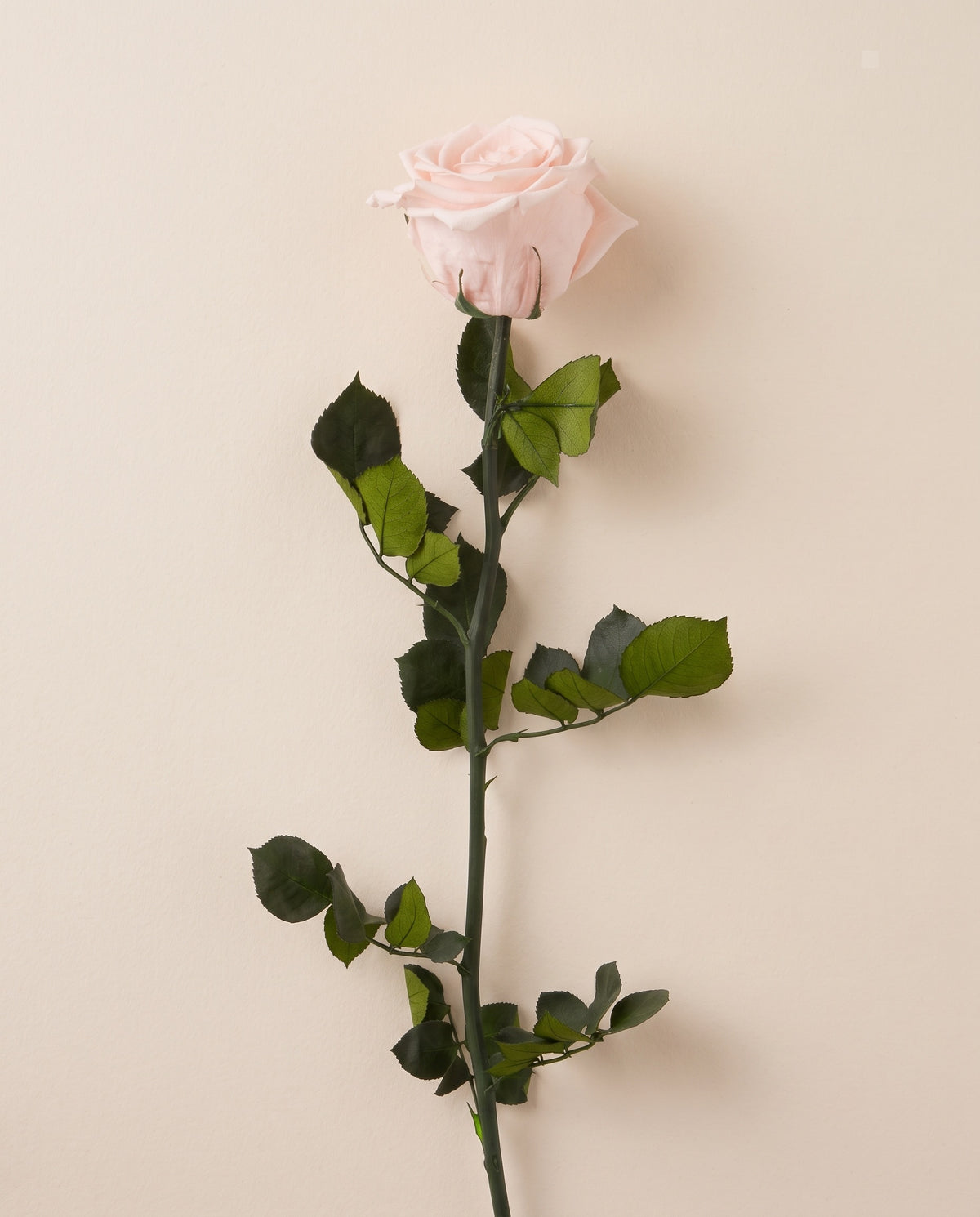 Rosa de haste longa preservada rosa-claro com haste de 50 cm, vista de cima. Vende-se à unidade.