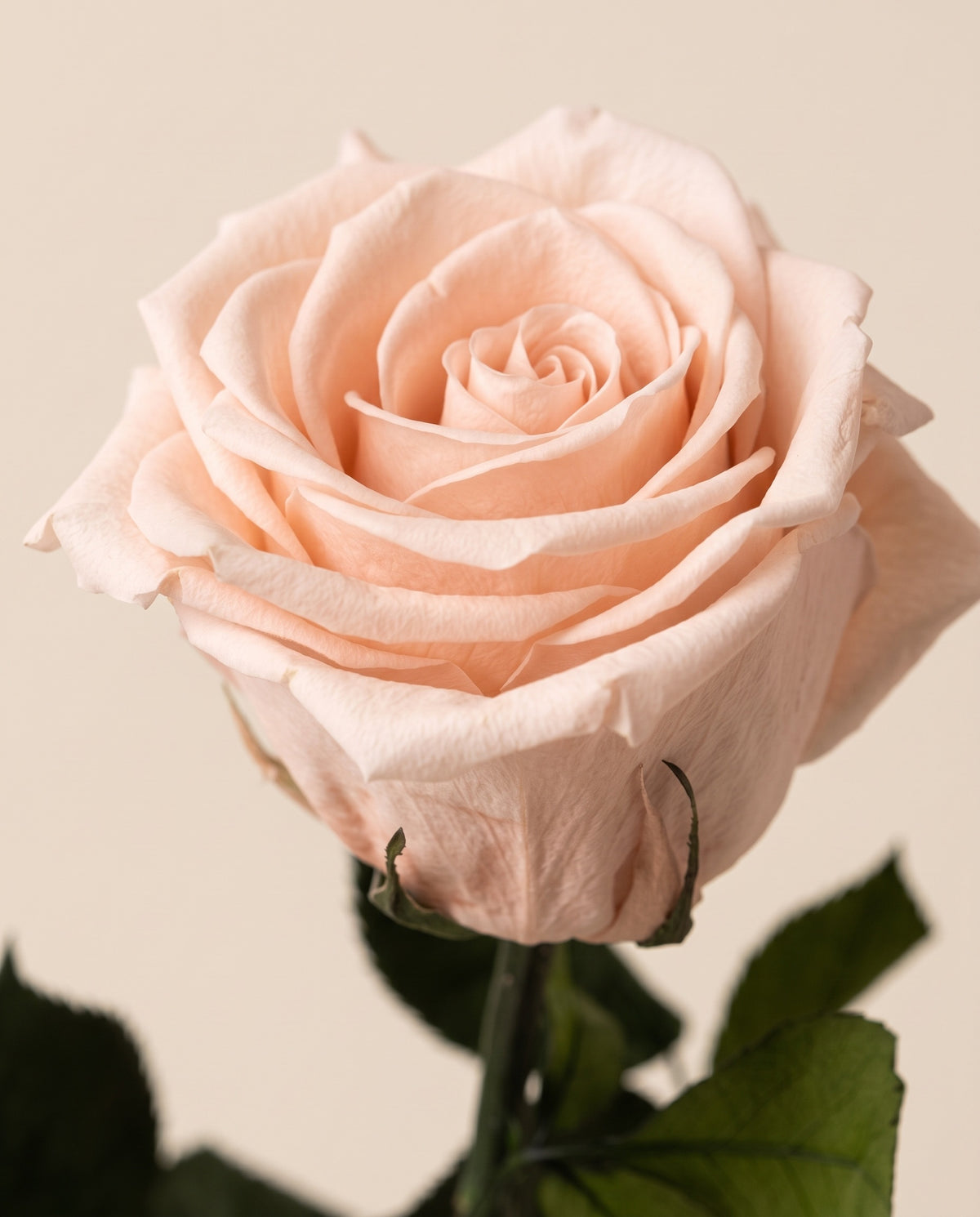 Grande plano de uma rosa de haste longa preservada rosa-claro. Vende-se à unidade.
