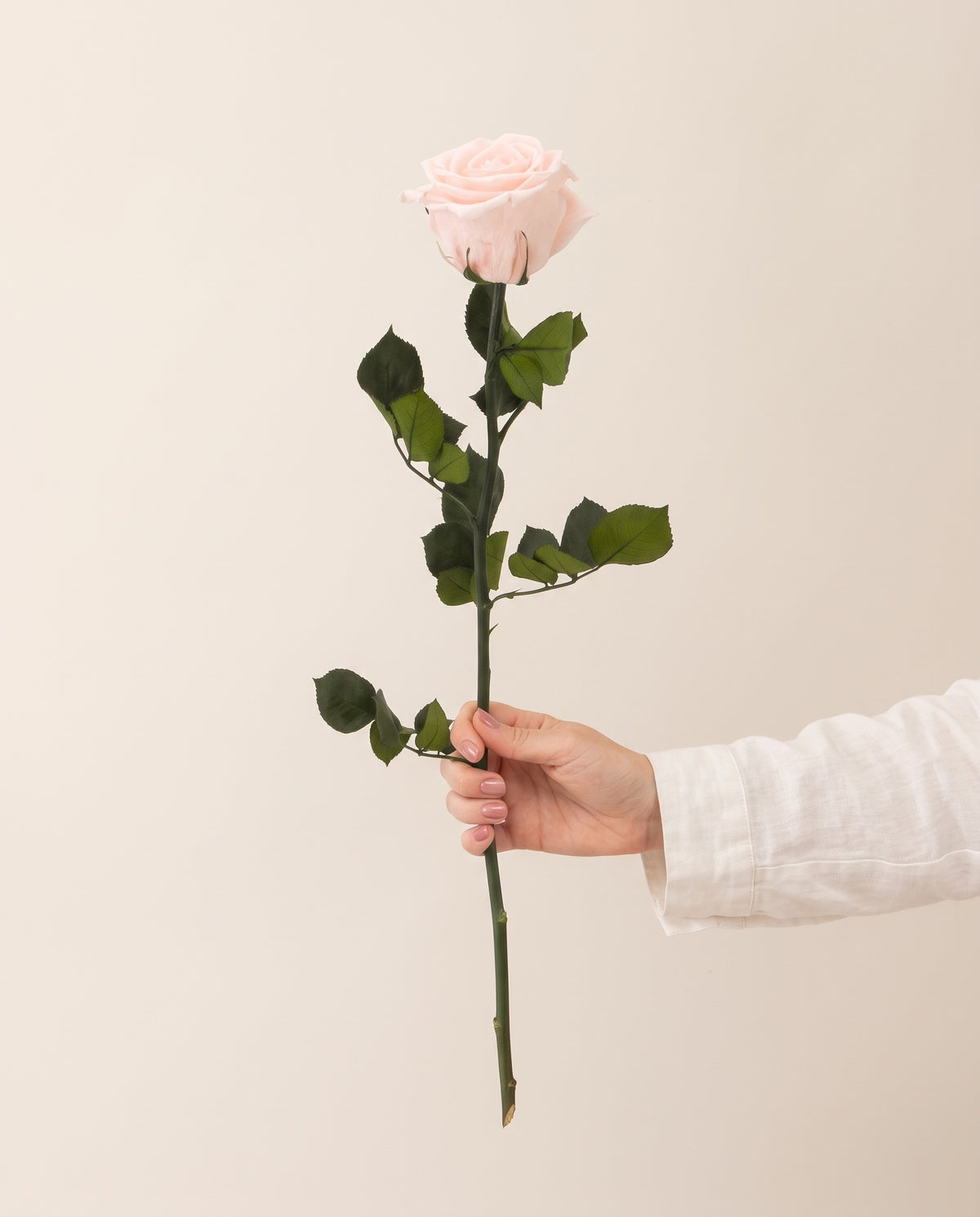 Mano sujetando una rosa de tallo largo preservada rosa claro, para ver su tamaño. Se vende por unidad.