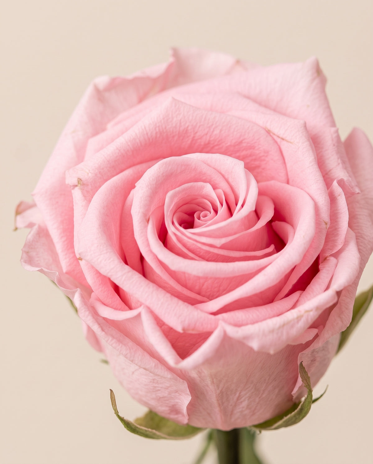 Detalle de cerca de rosa de tallo largo preservada rosa. Se vende por unidad.