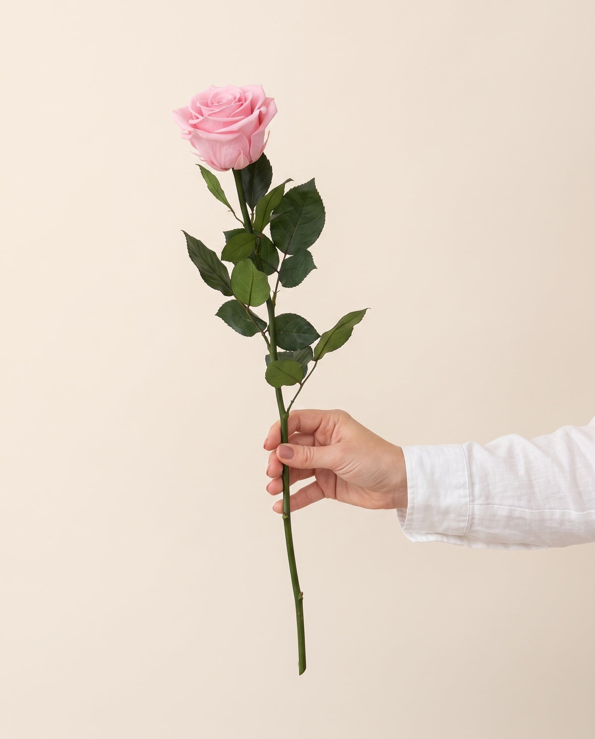Mano sujetando una rosa de tallo largo preservada rosa, para ver su tamaño. Se vende por unidad.