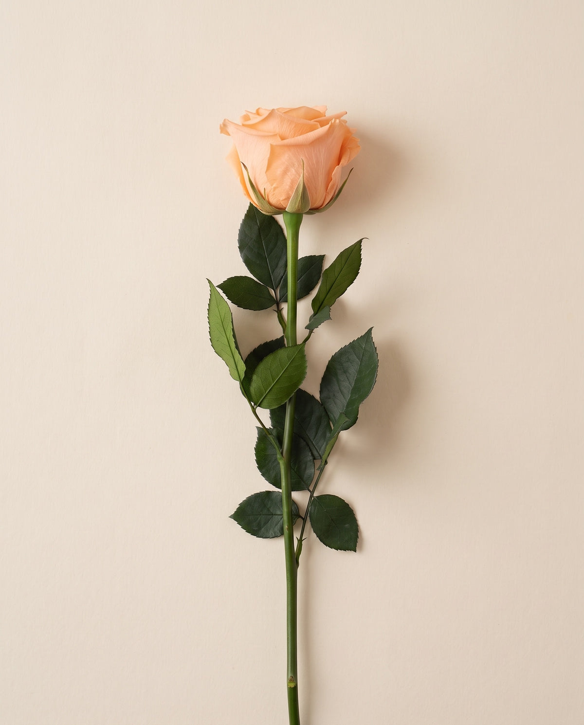 Rosa de tallo largo preservada salmón con tallo de 50 cm, vista desde arriba. Se vende por unidad.