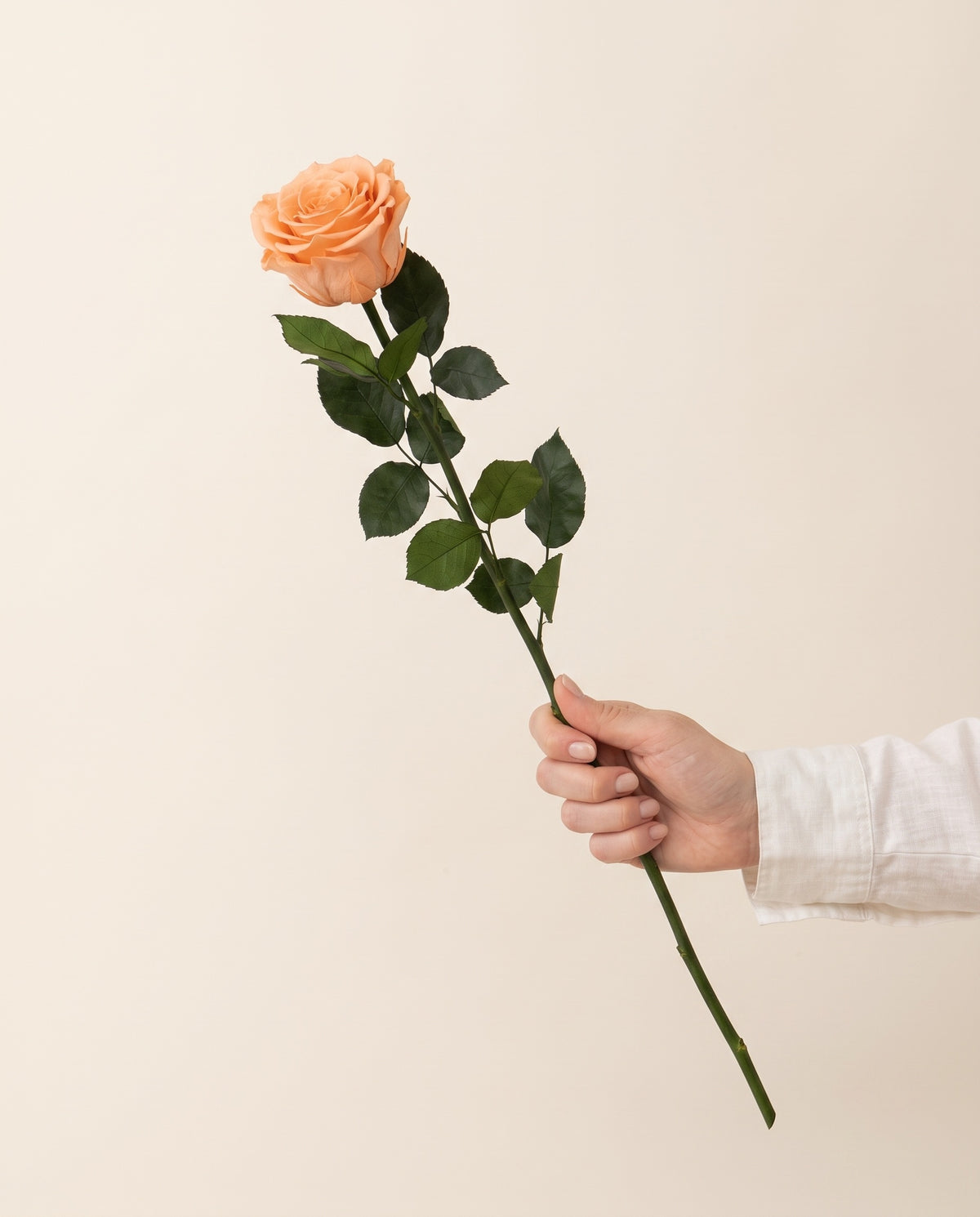 Mano sujetando una rosa de tallo largo preservada salmón, para ver su tamaño. Se vende por unidad.