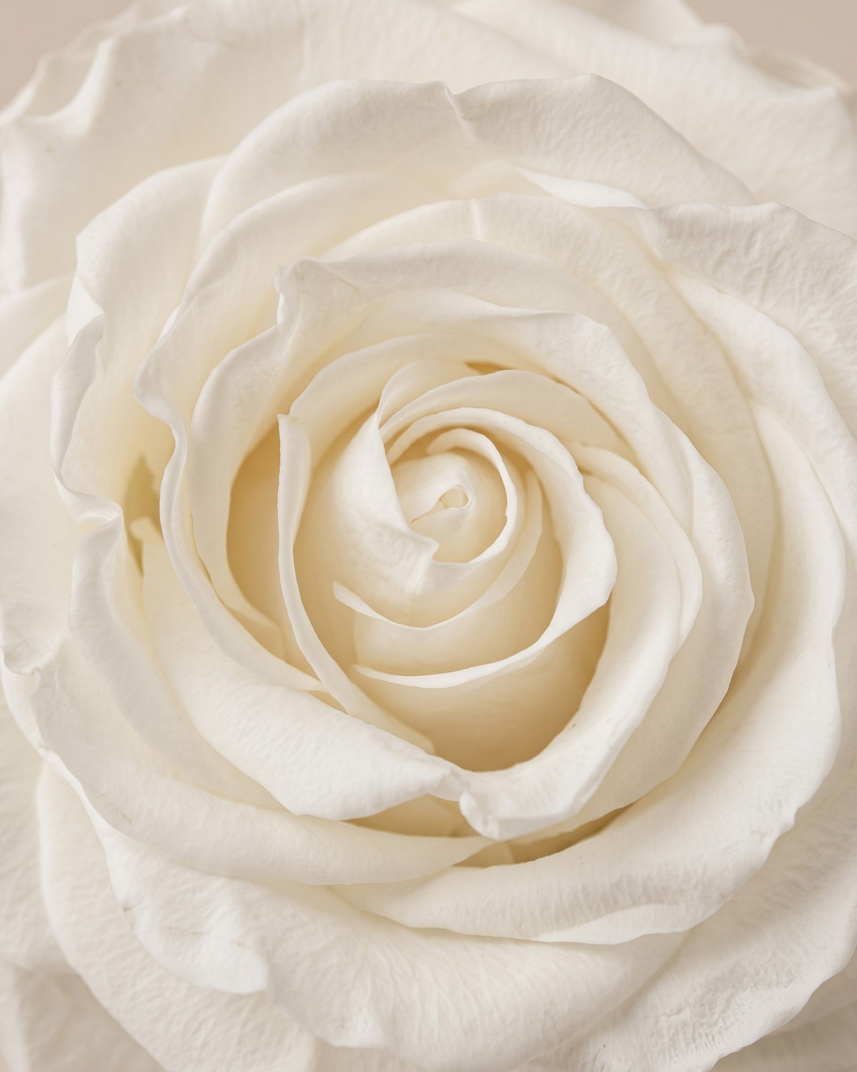 Pormenor das pétalas da rosa preservada branca