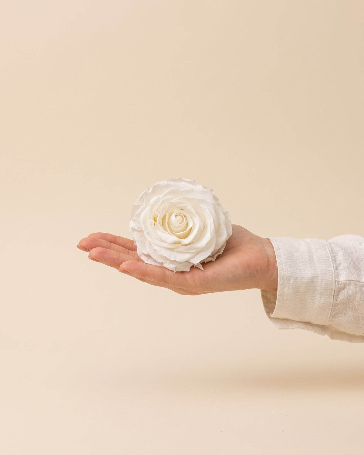 Uma cabeça de rosa preservada branca na mão, para ver o tamanho