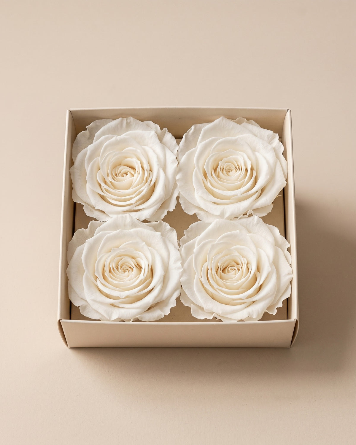 Cabeças de rosa preservada branca (grandes) numa caixa aberta