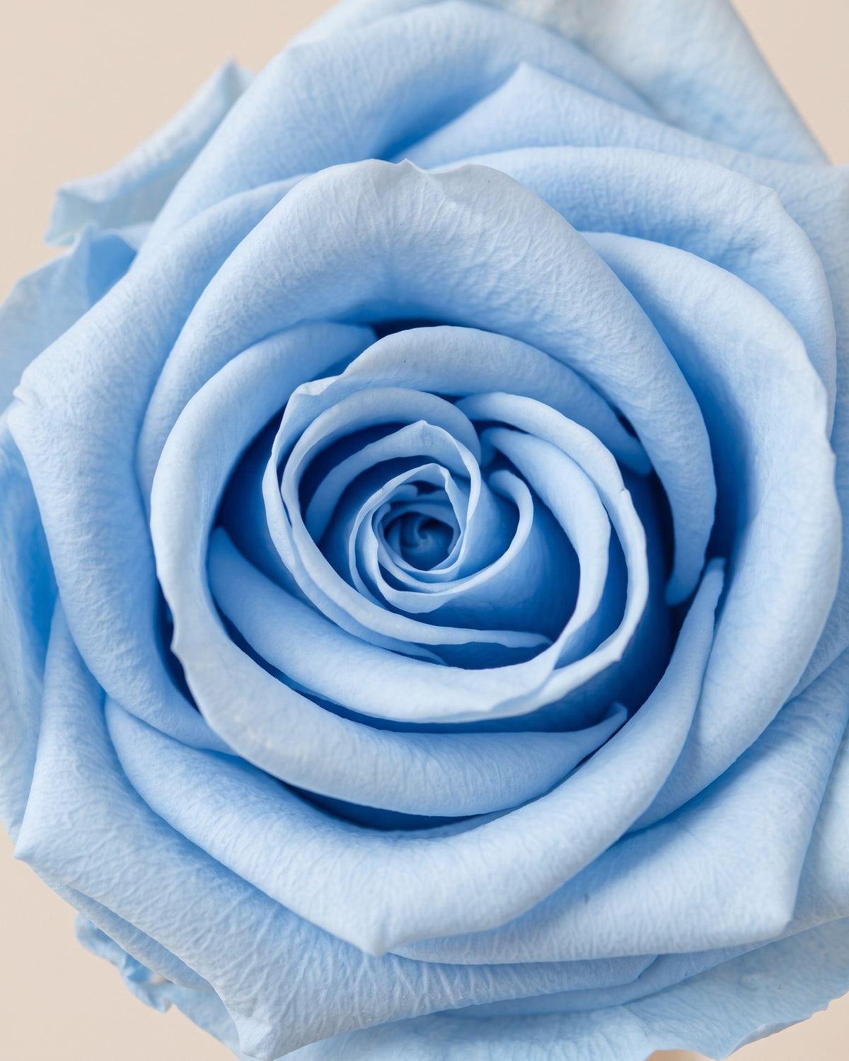 Pormenor das pétalas da rosa preservada azul-celeste